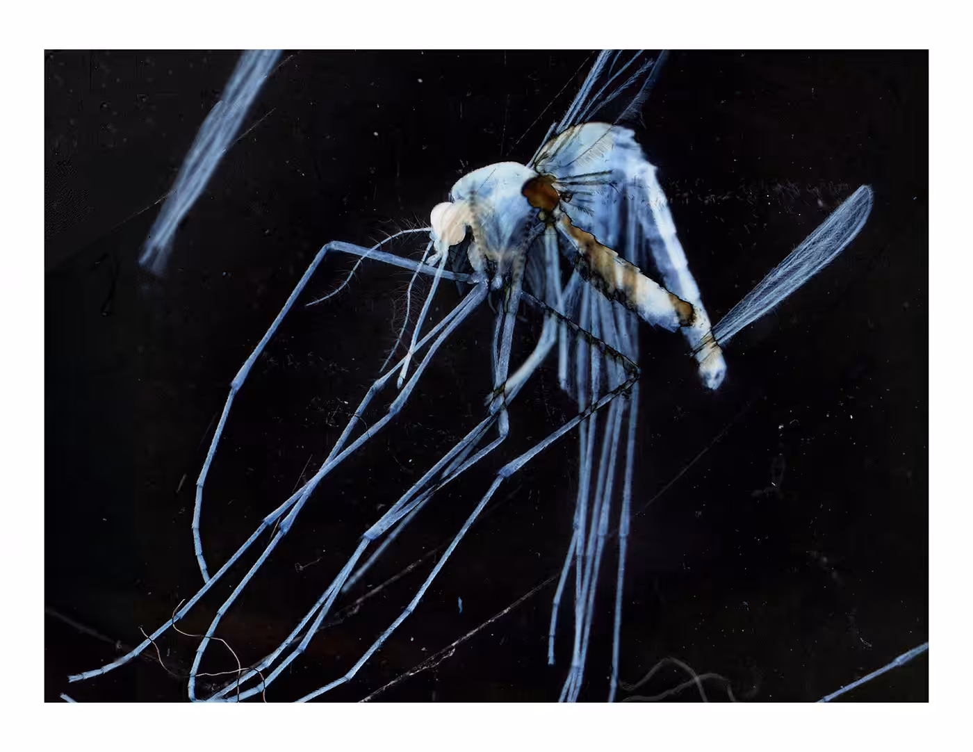 Mosquito Pair