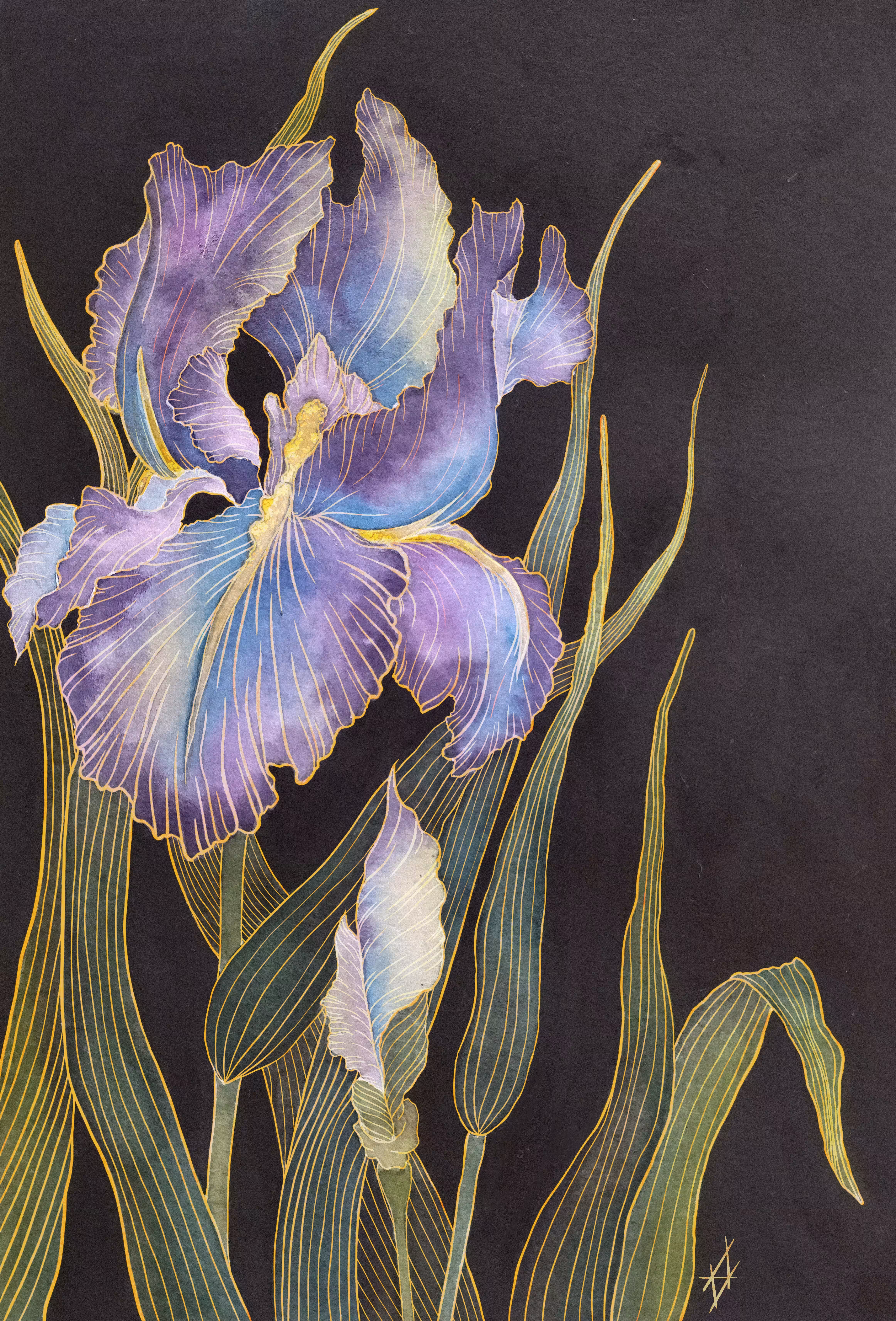 The February Iris