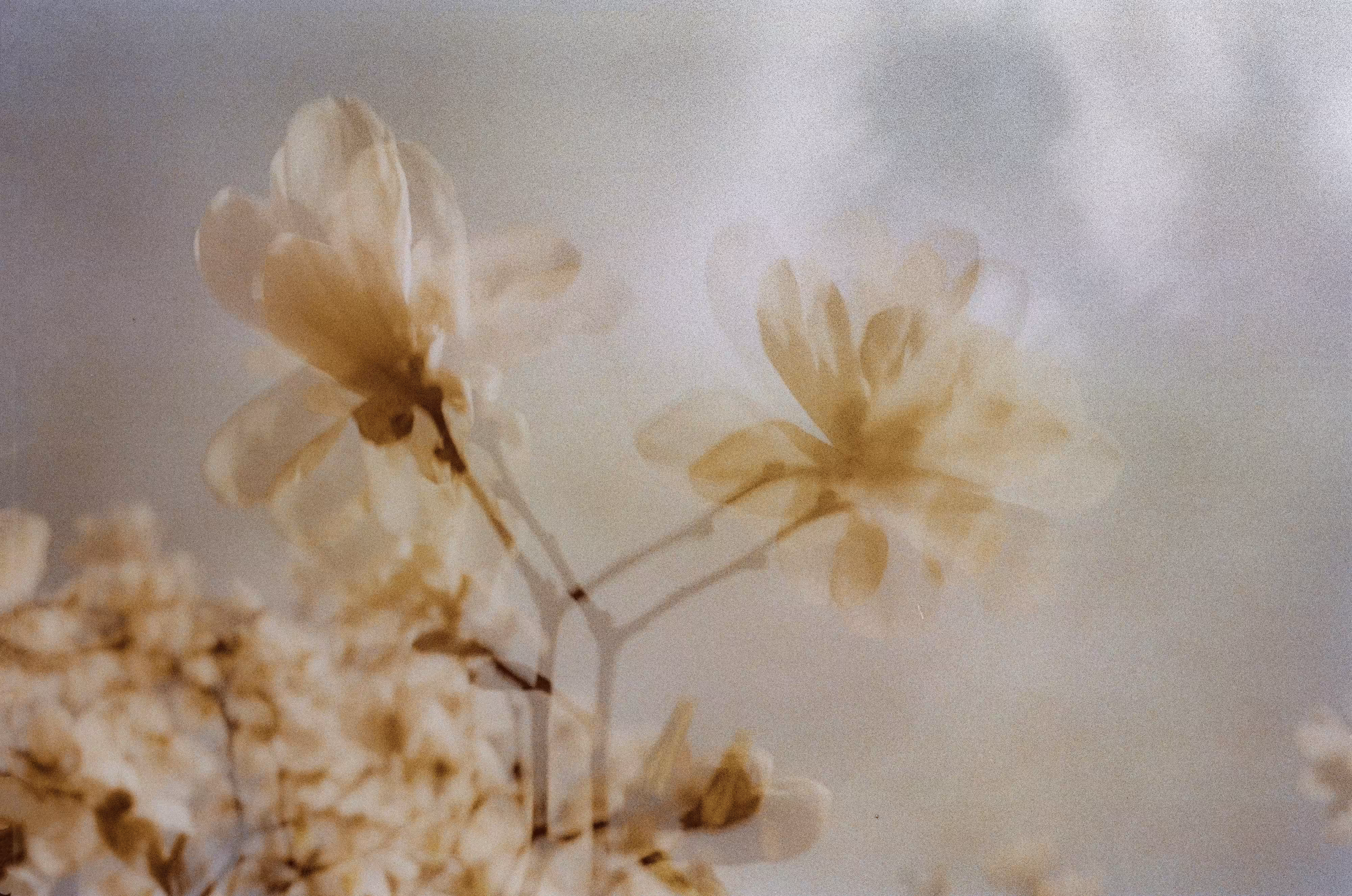 magnolia
