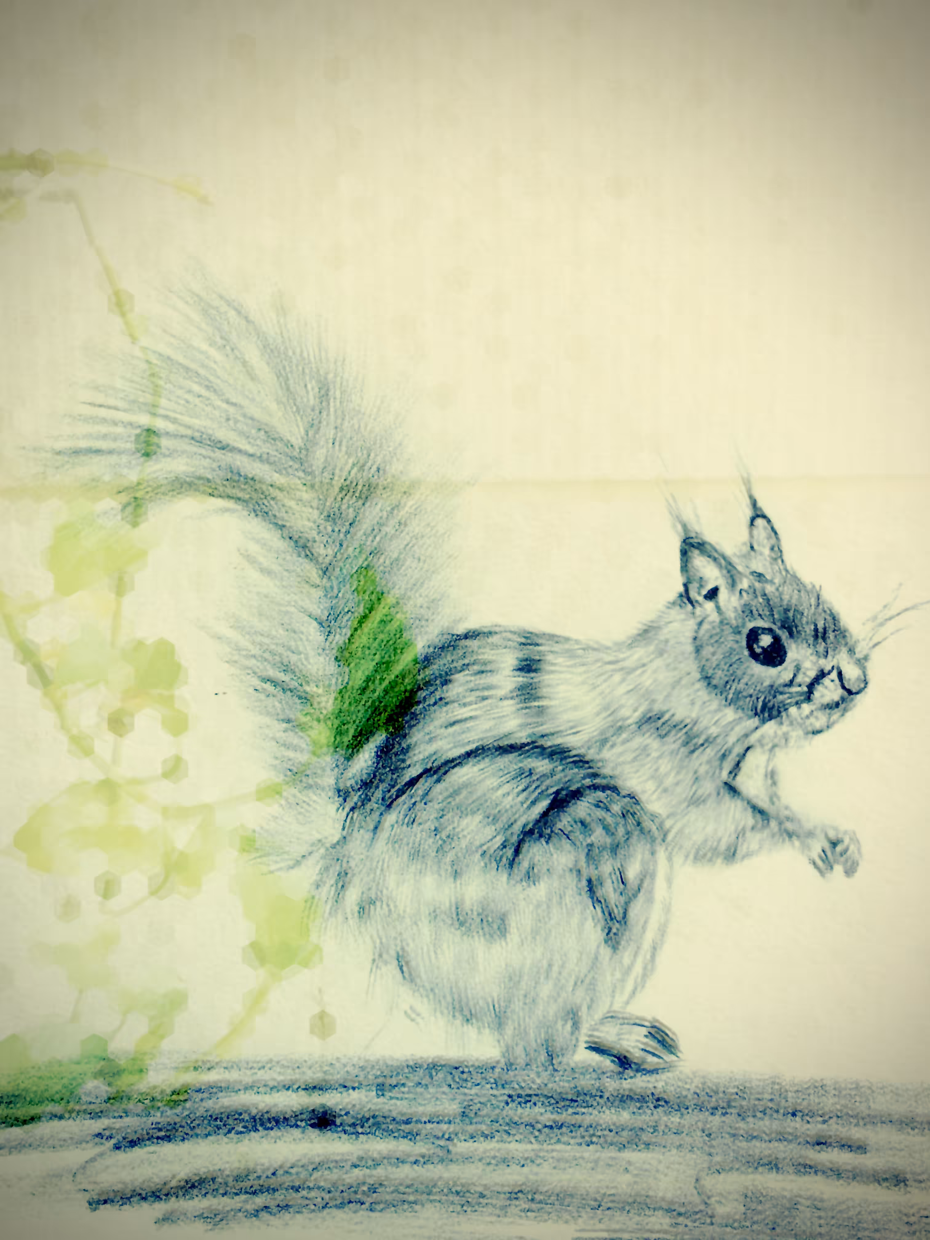 The Squirrel
