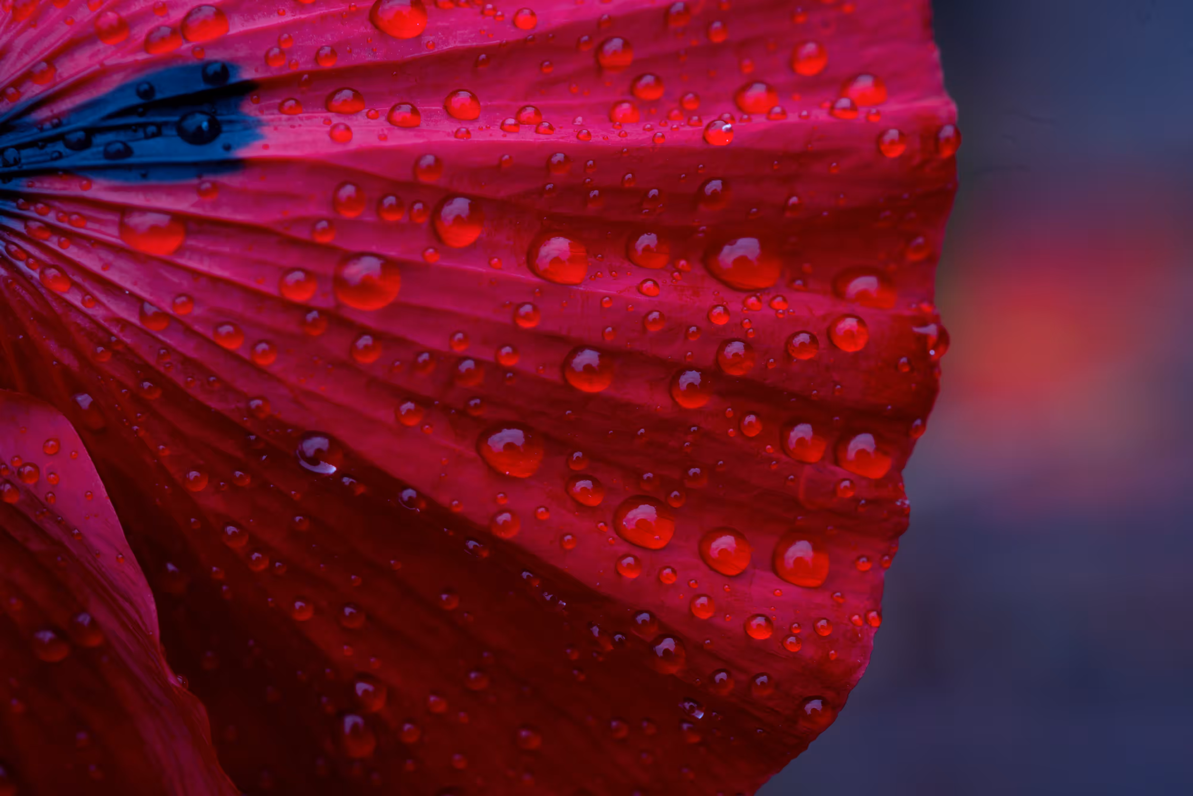 Petal Inferno