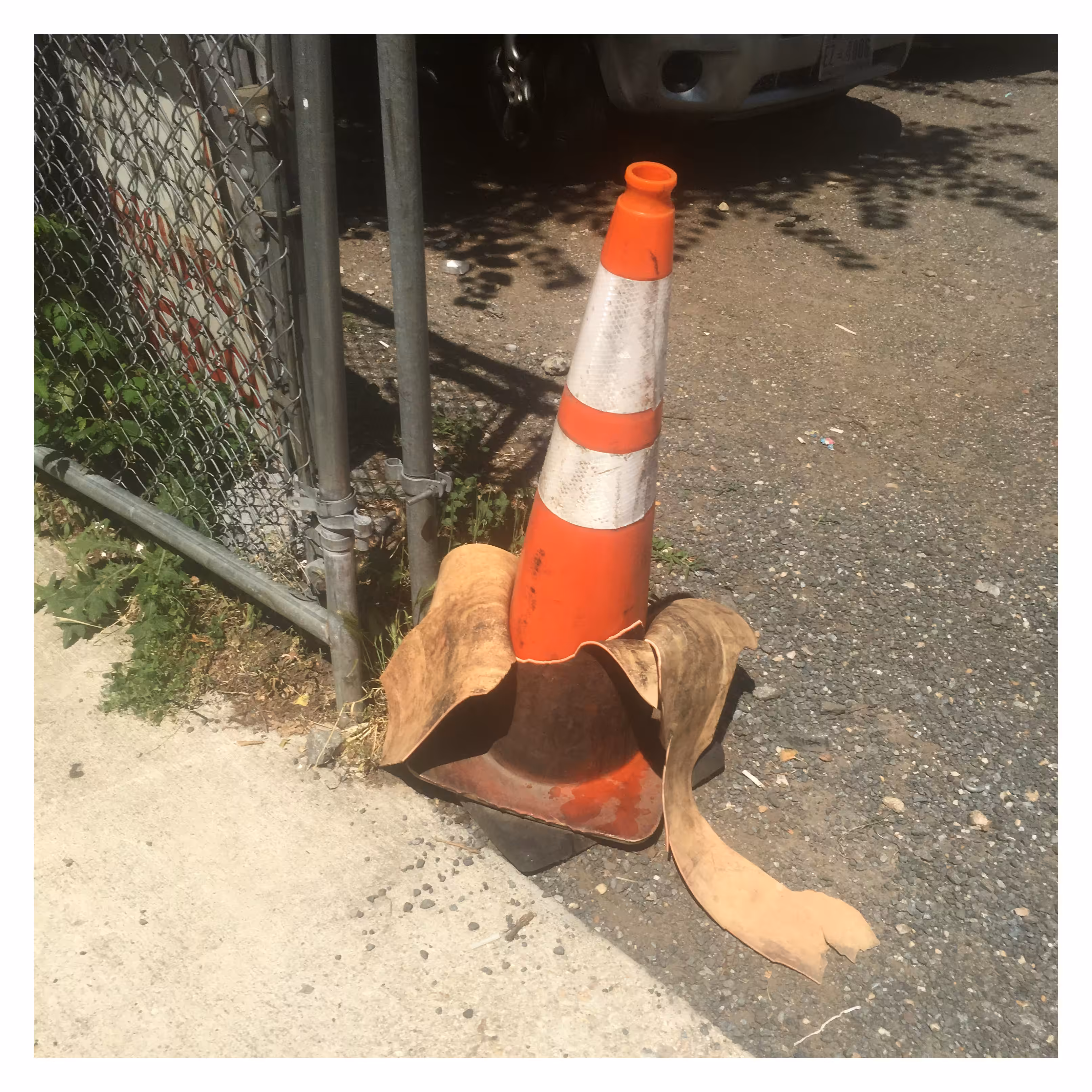 Molting (A Cone With A Peel)