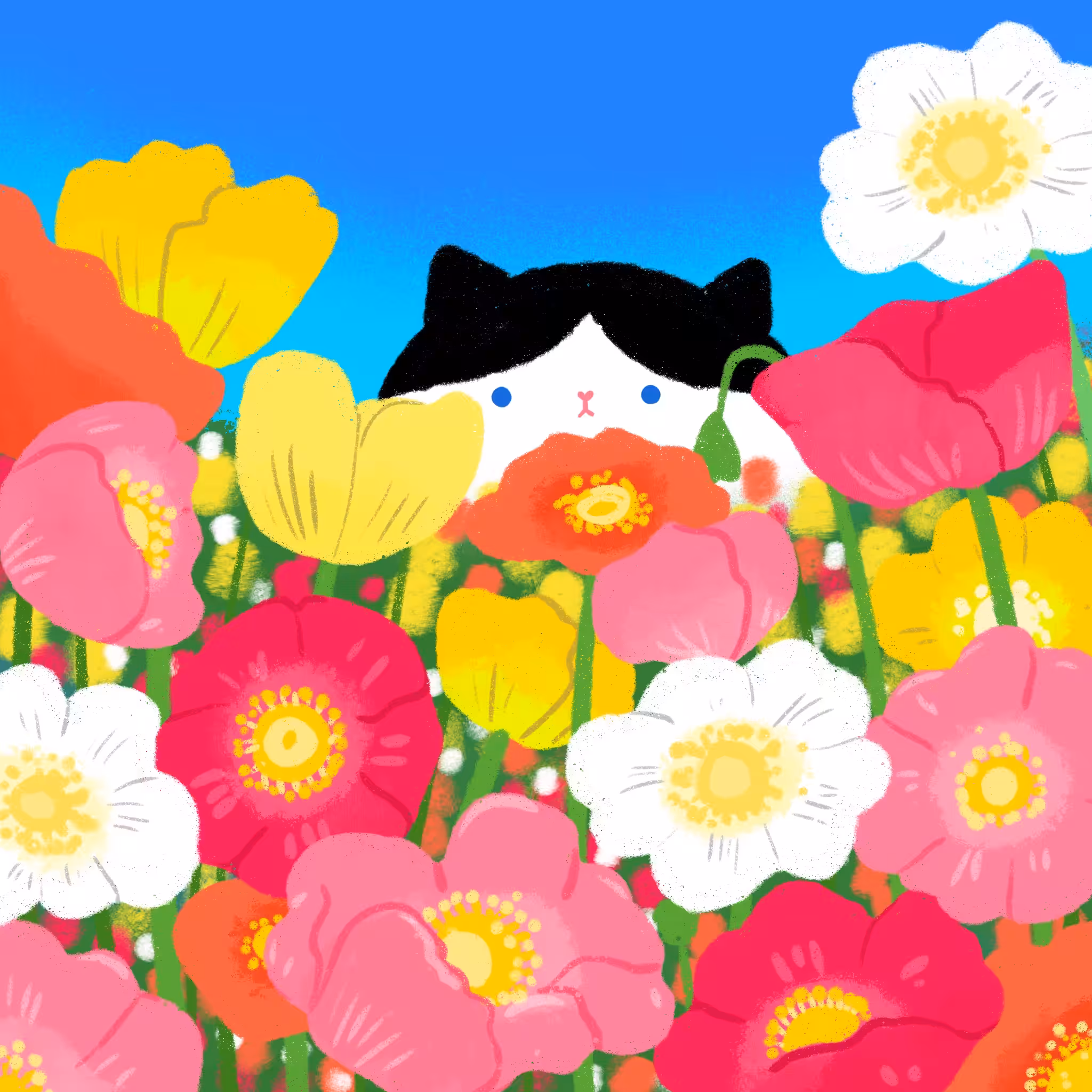 Poppy