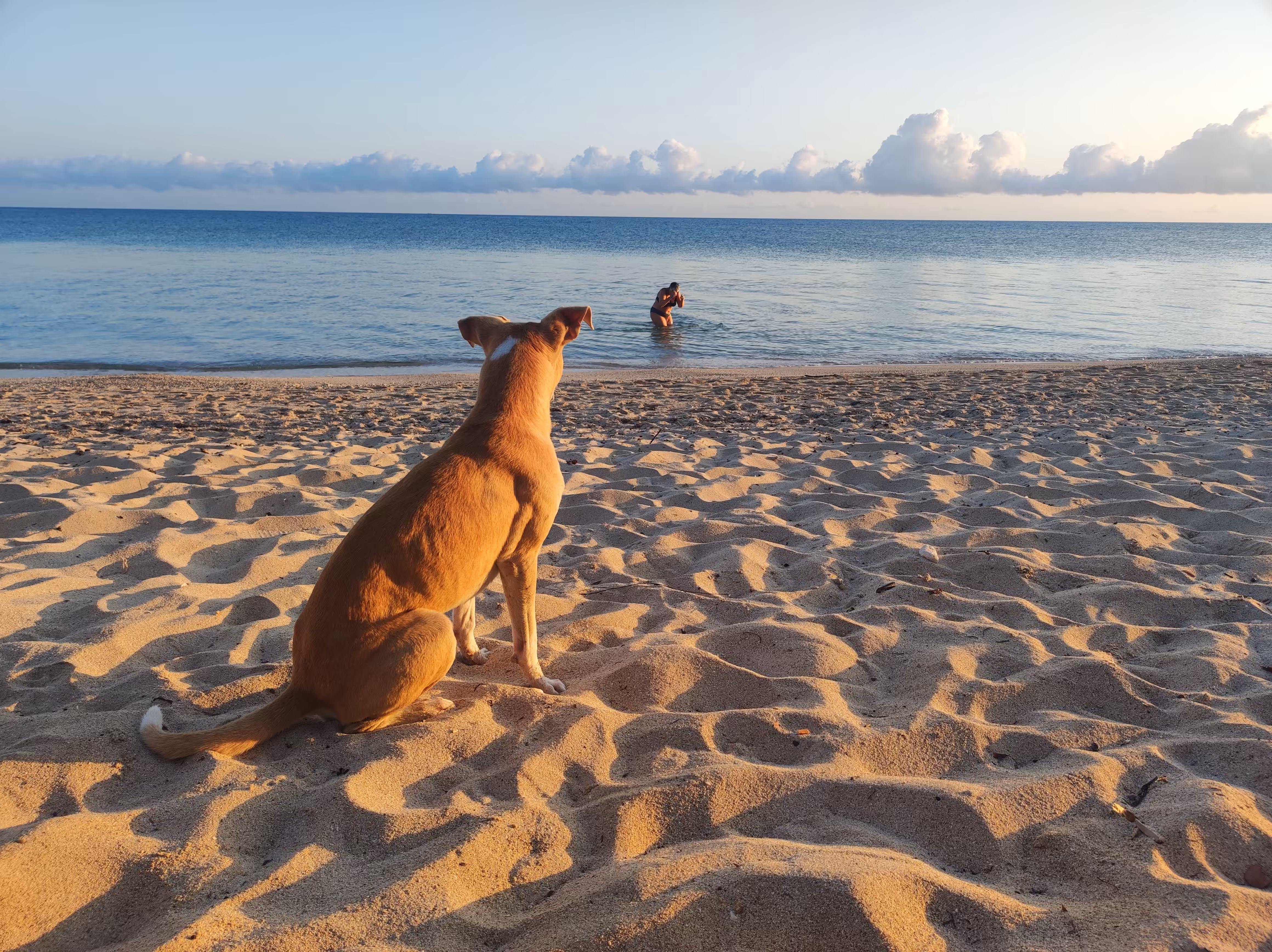 Cuba #10 - Lifeguard Dog at Sunrise