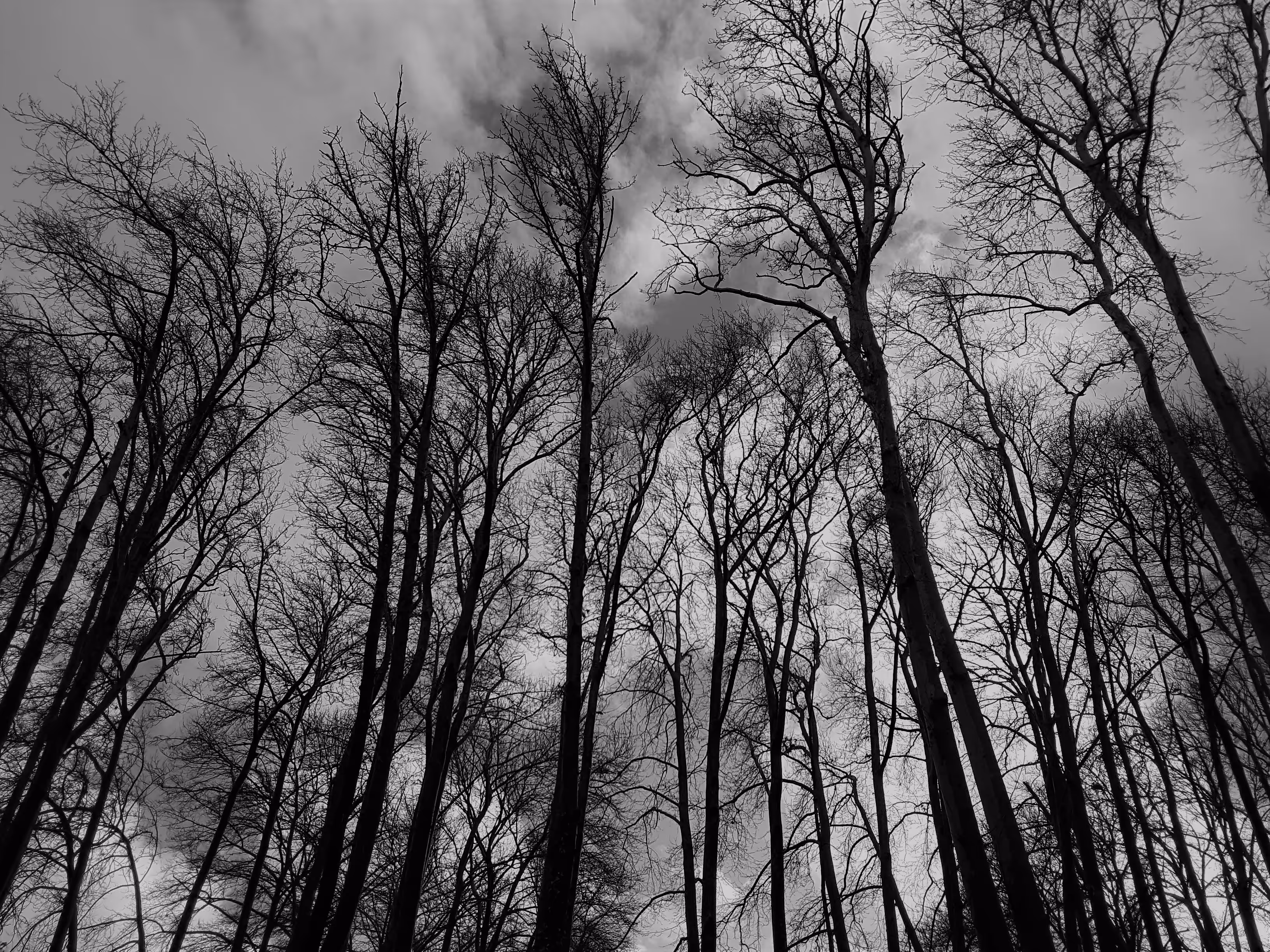 tall trees