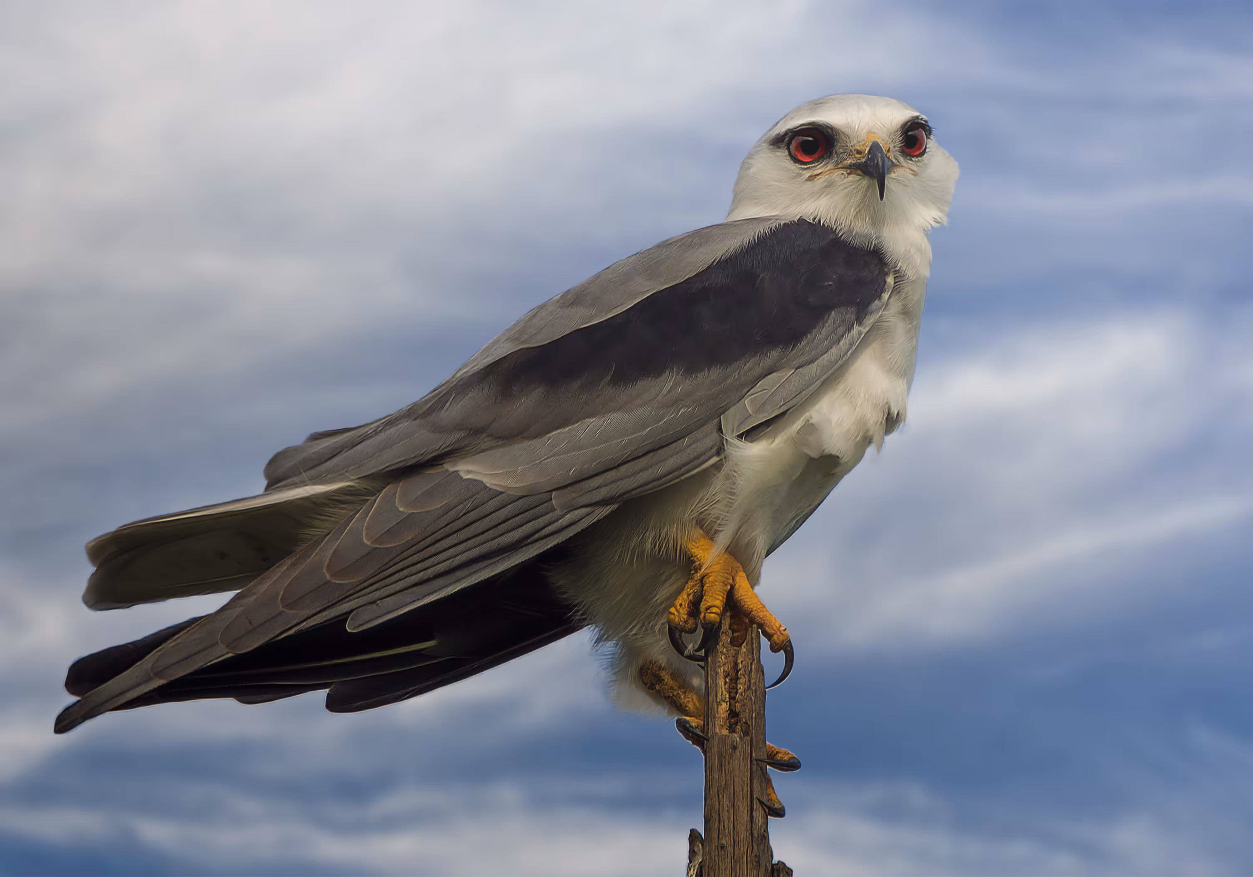 Black Winged Kite