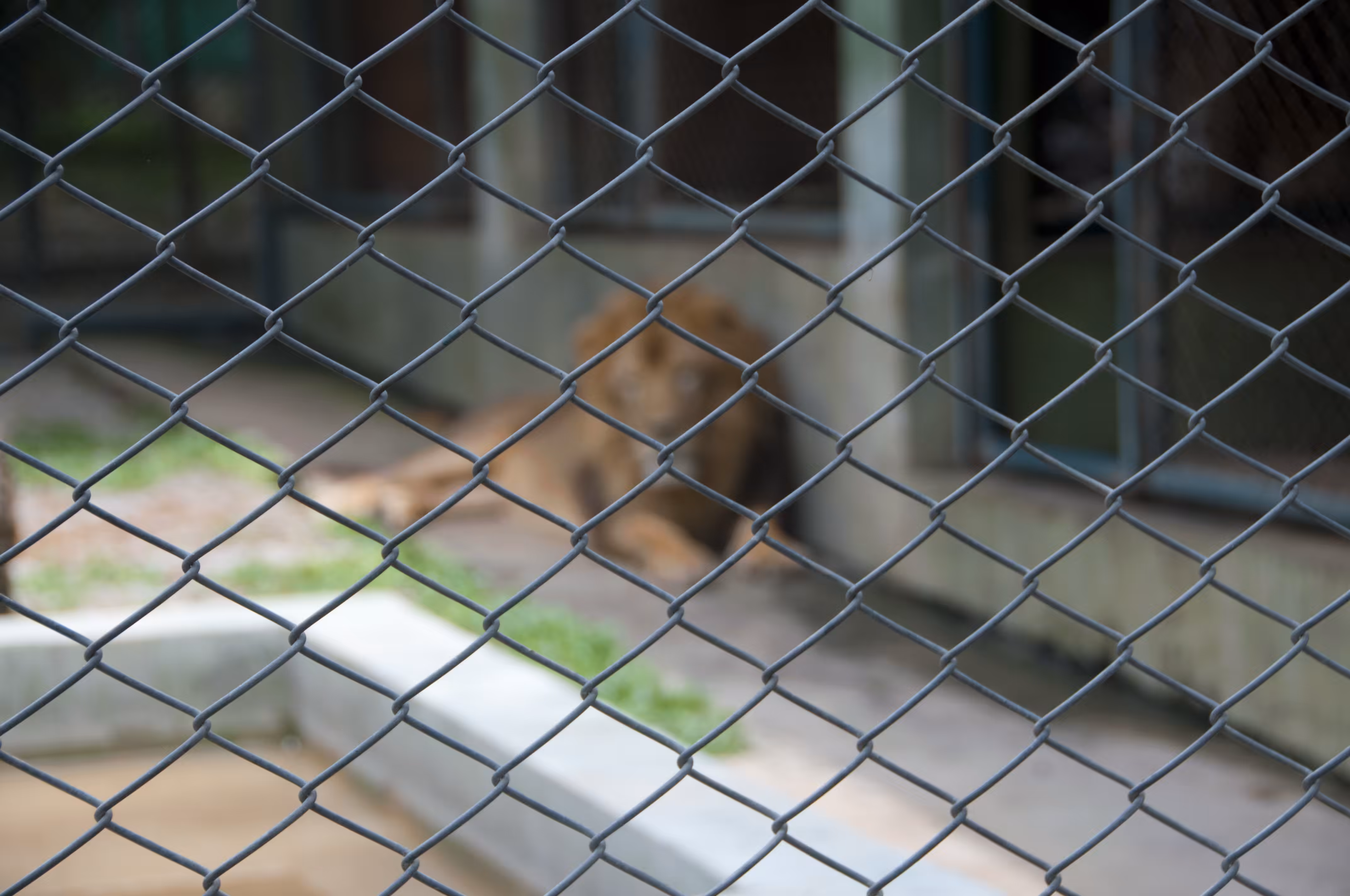 DEVELOPING EXPERIENCES // MLOW, 2011-2021 : LOCKED UP KING OF THE JUNGLE, 2015