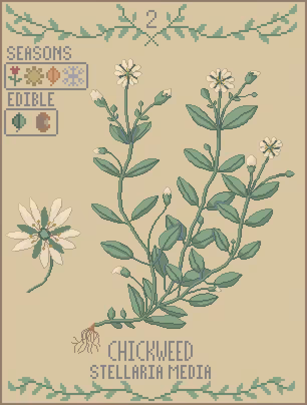 The Woodland Foraging Cards #2 - Chickweed
