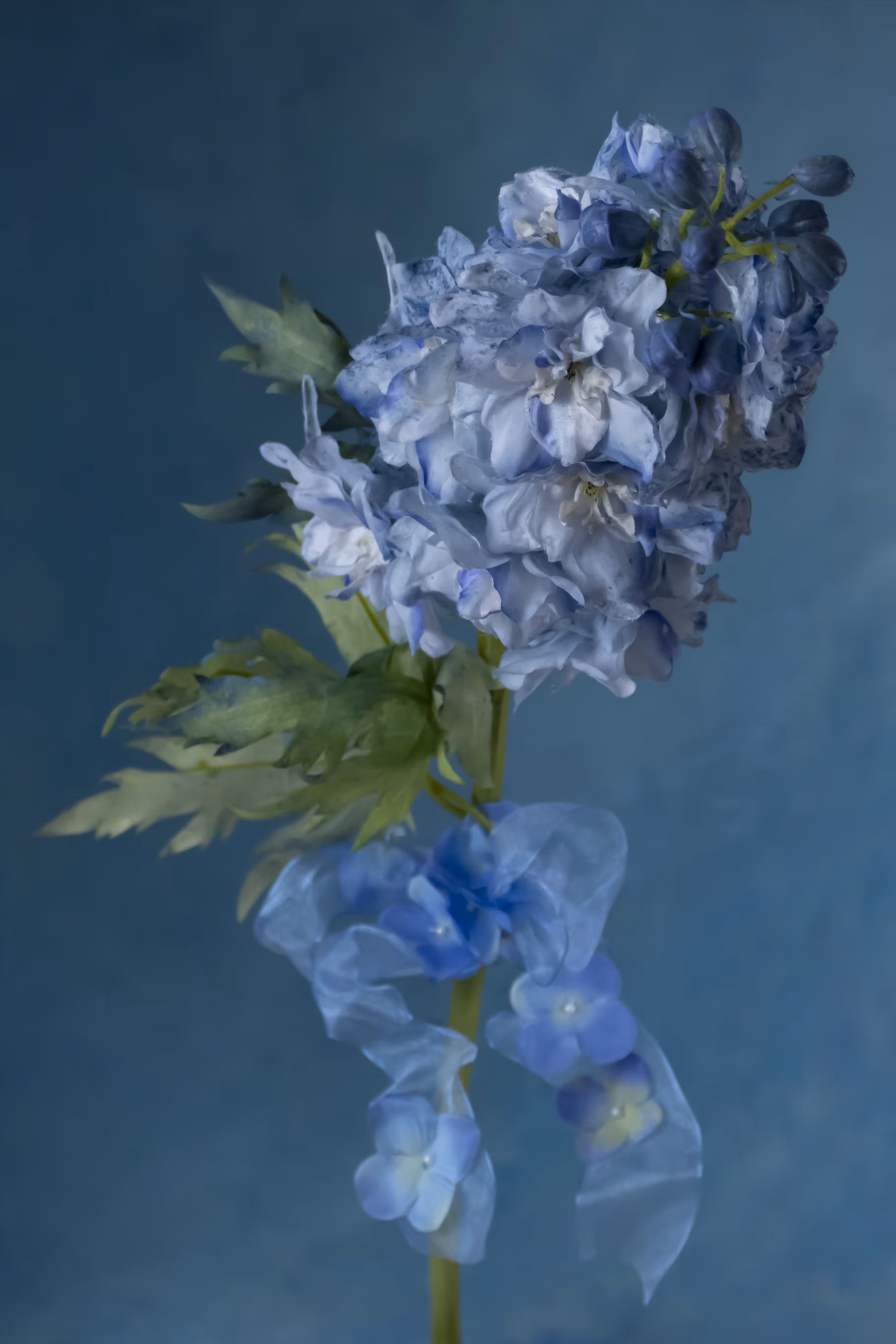 Fleur d'Artifice (Delphinium)