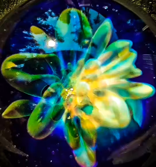 Ghost Flower V2