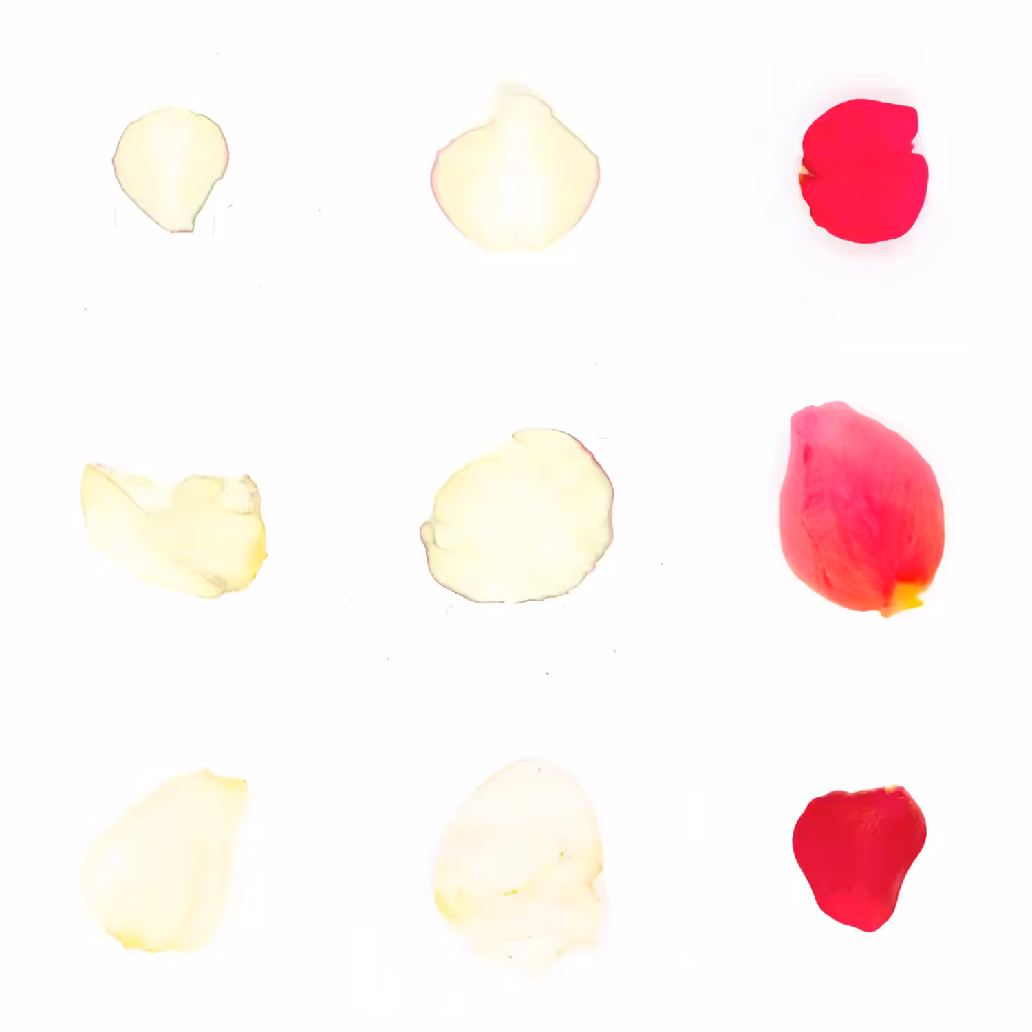 Infinite Petals 3x3#3684