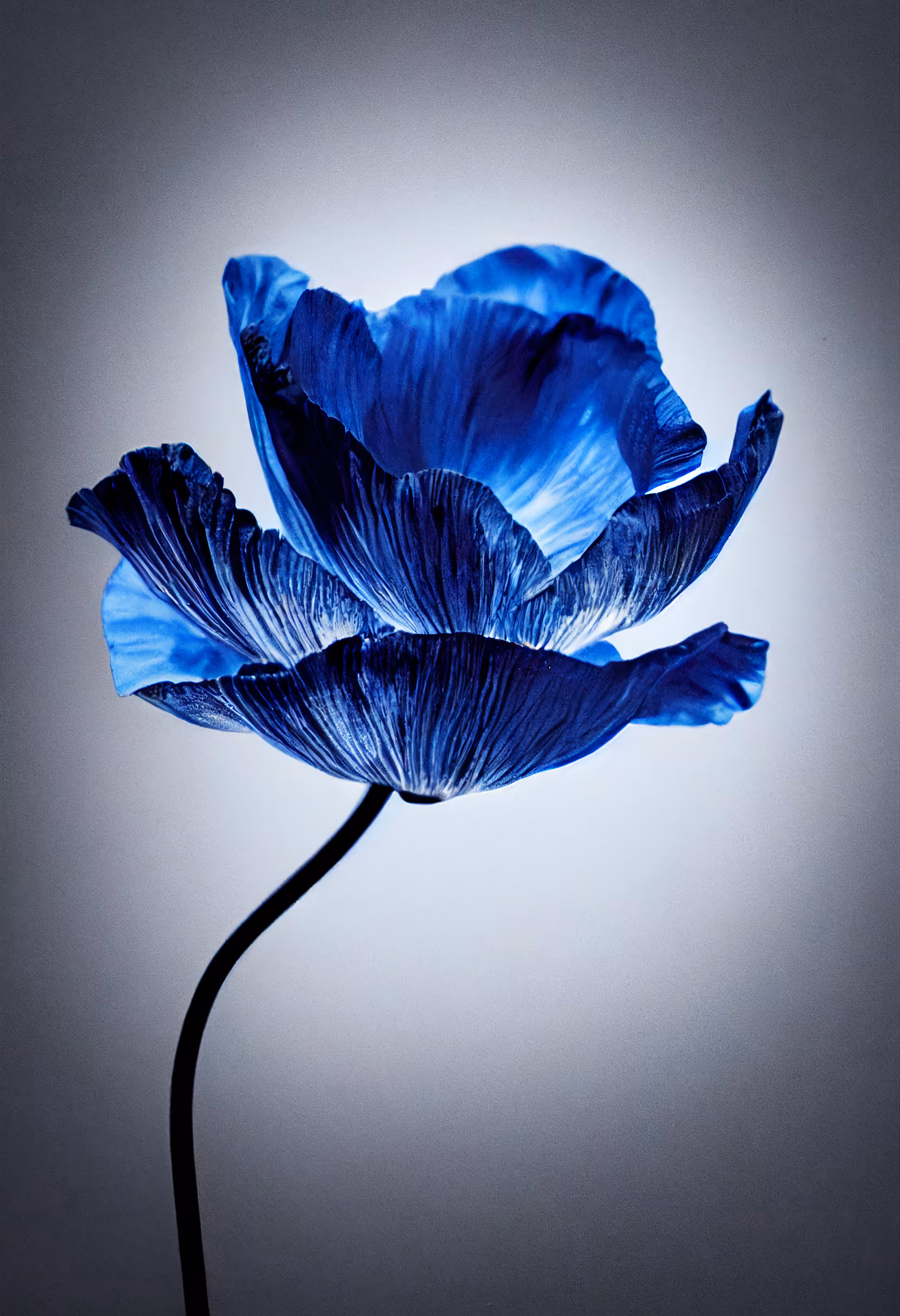 A Flower, Just For You. #116