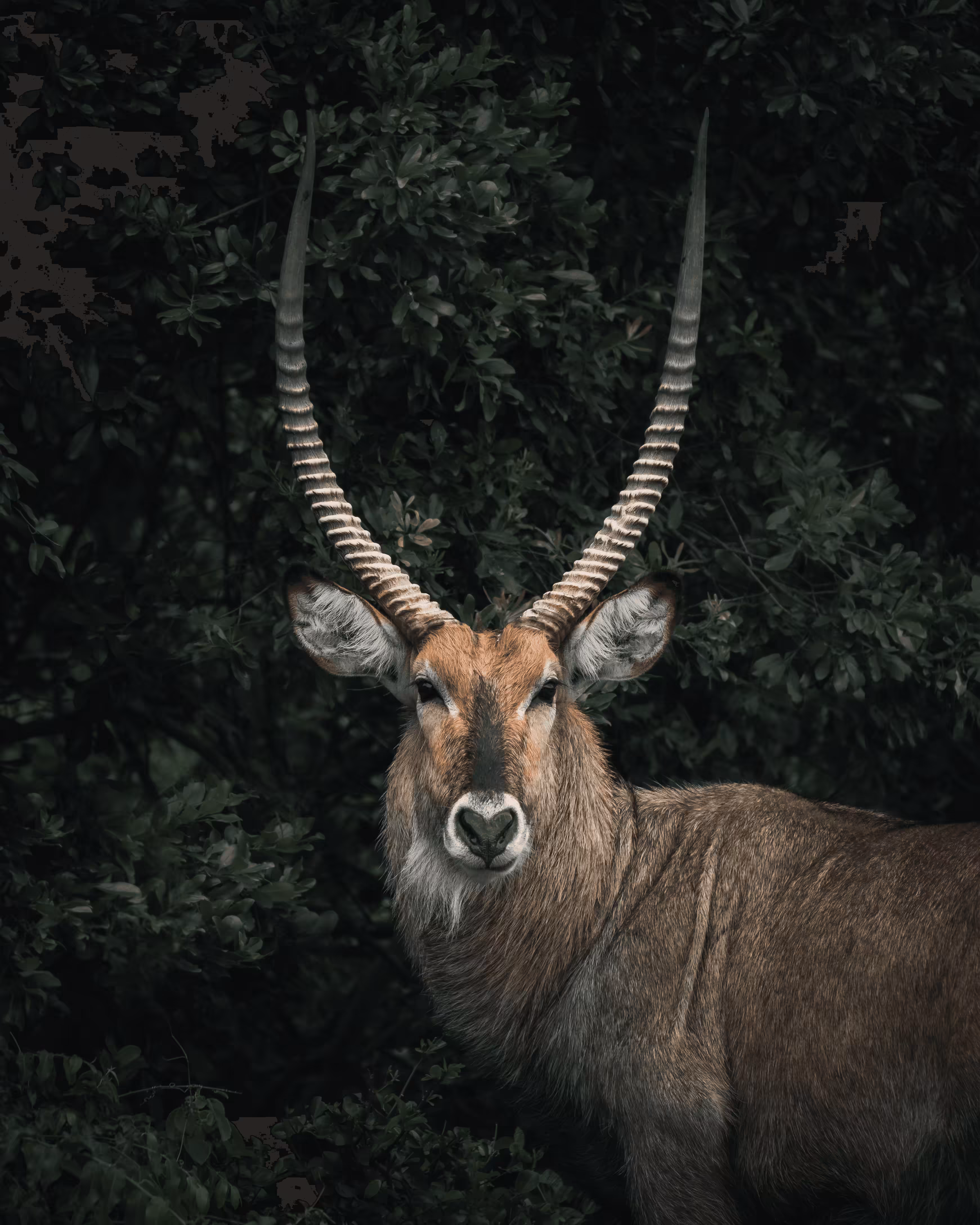 Beautiful Buck