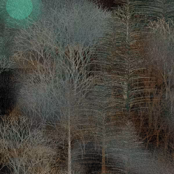 Moonlit Native Bush #28