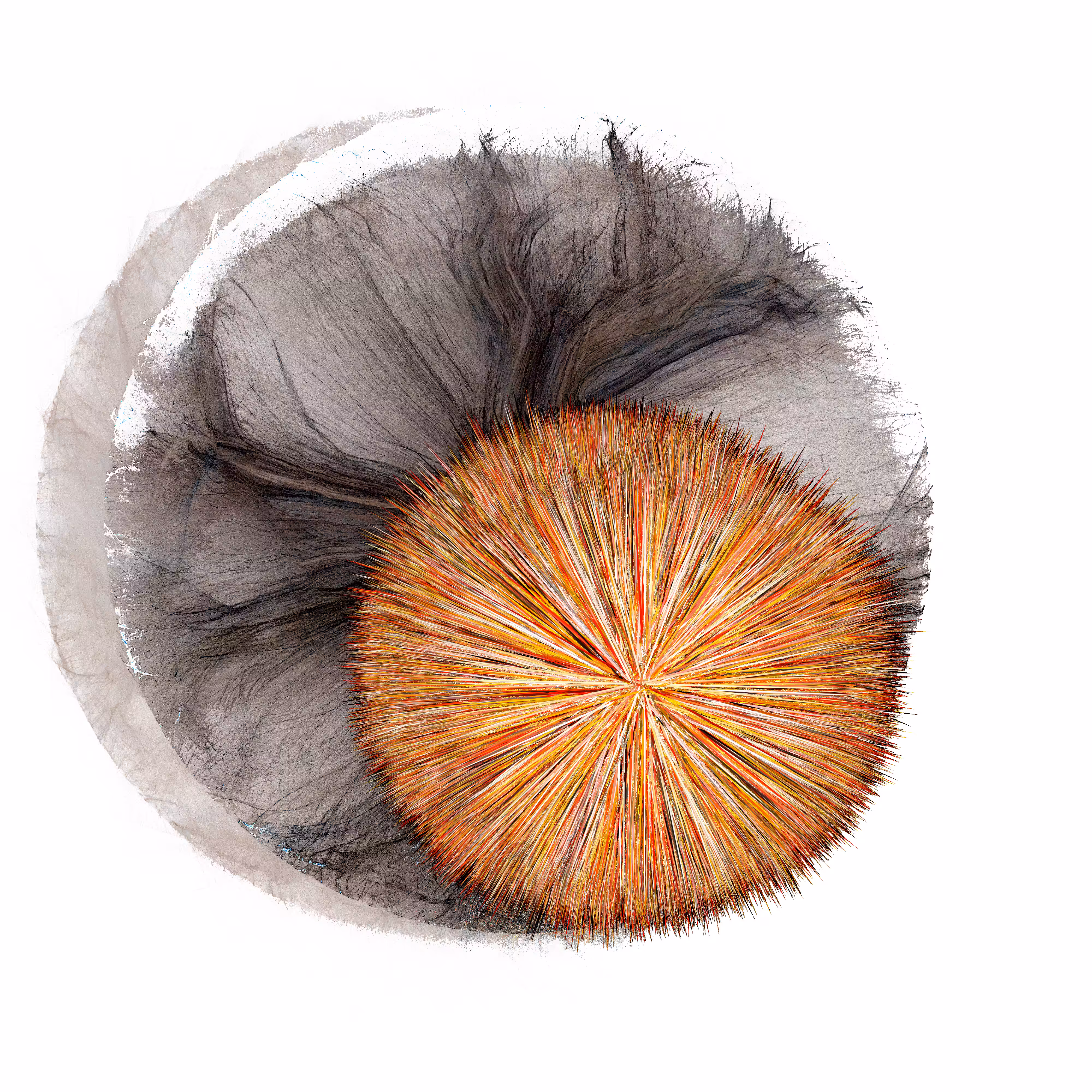 URCHIN #1