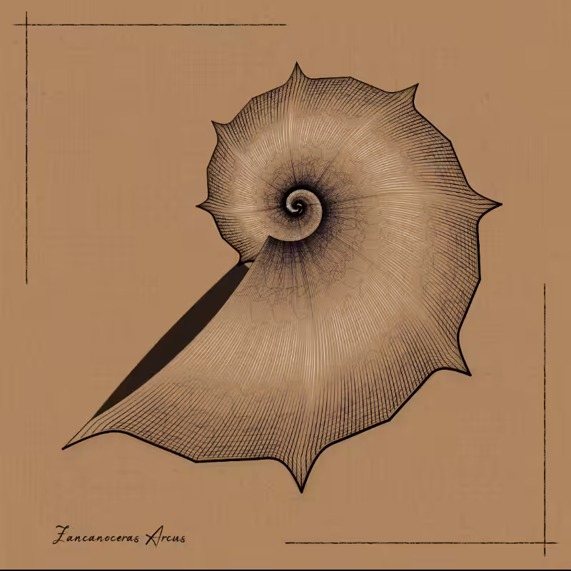 Ammonites #79