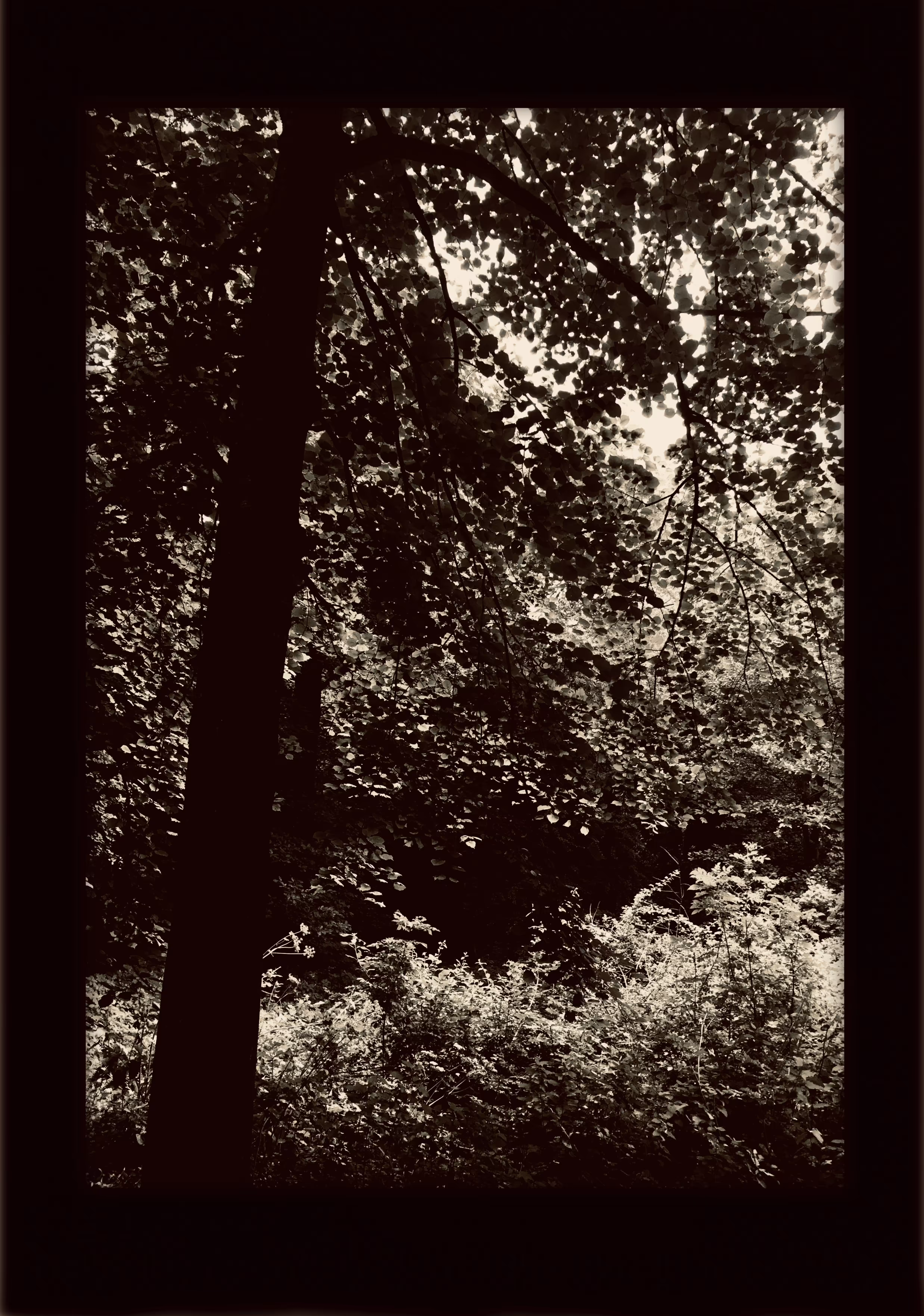 Hampstead Sepia