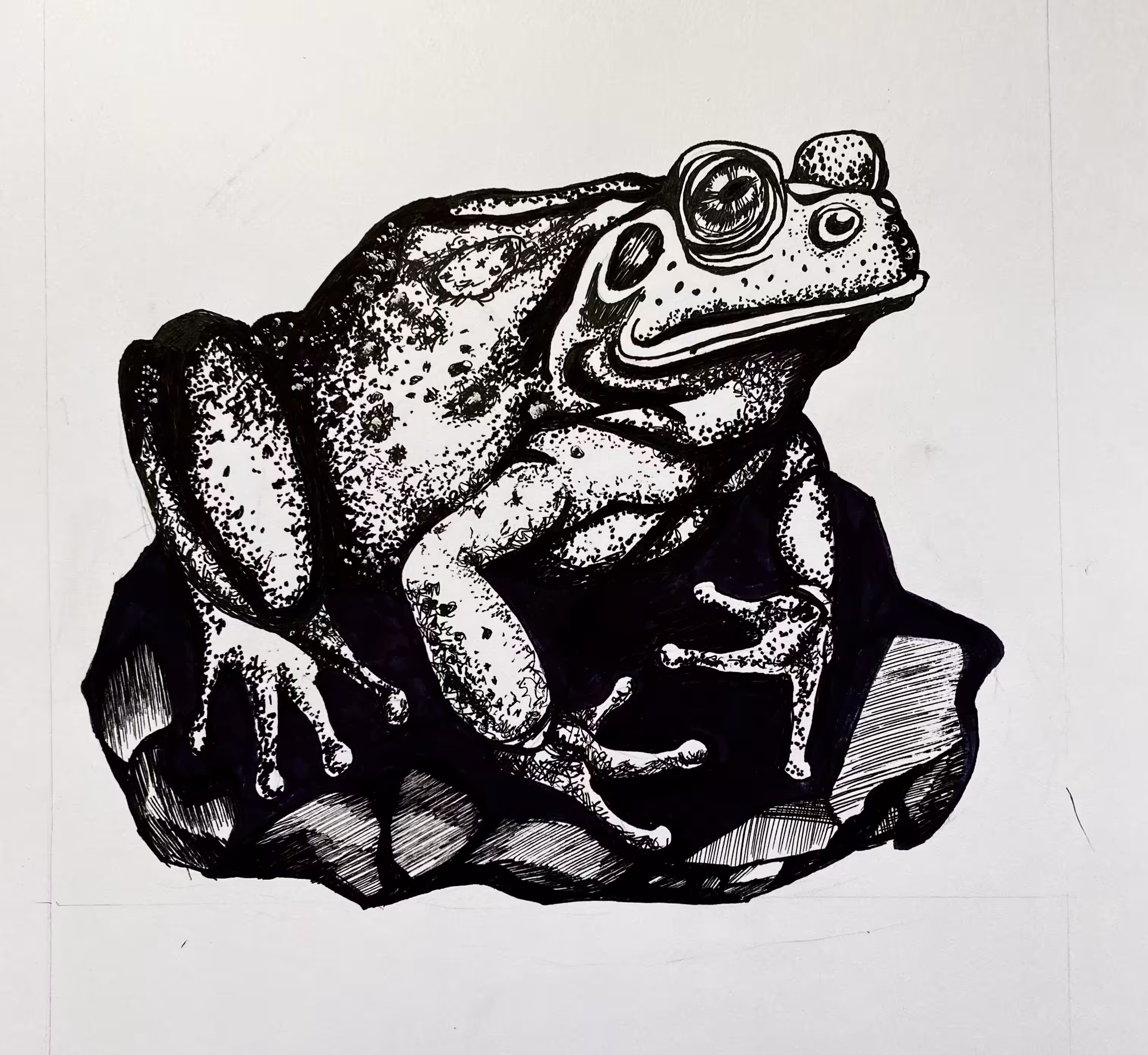Toad