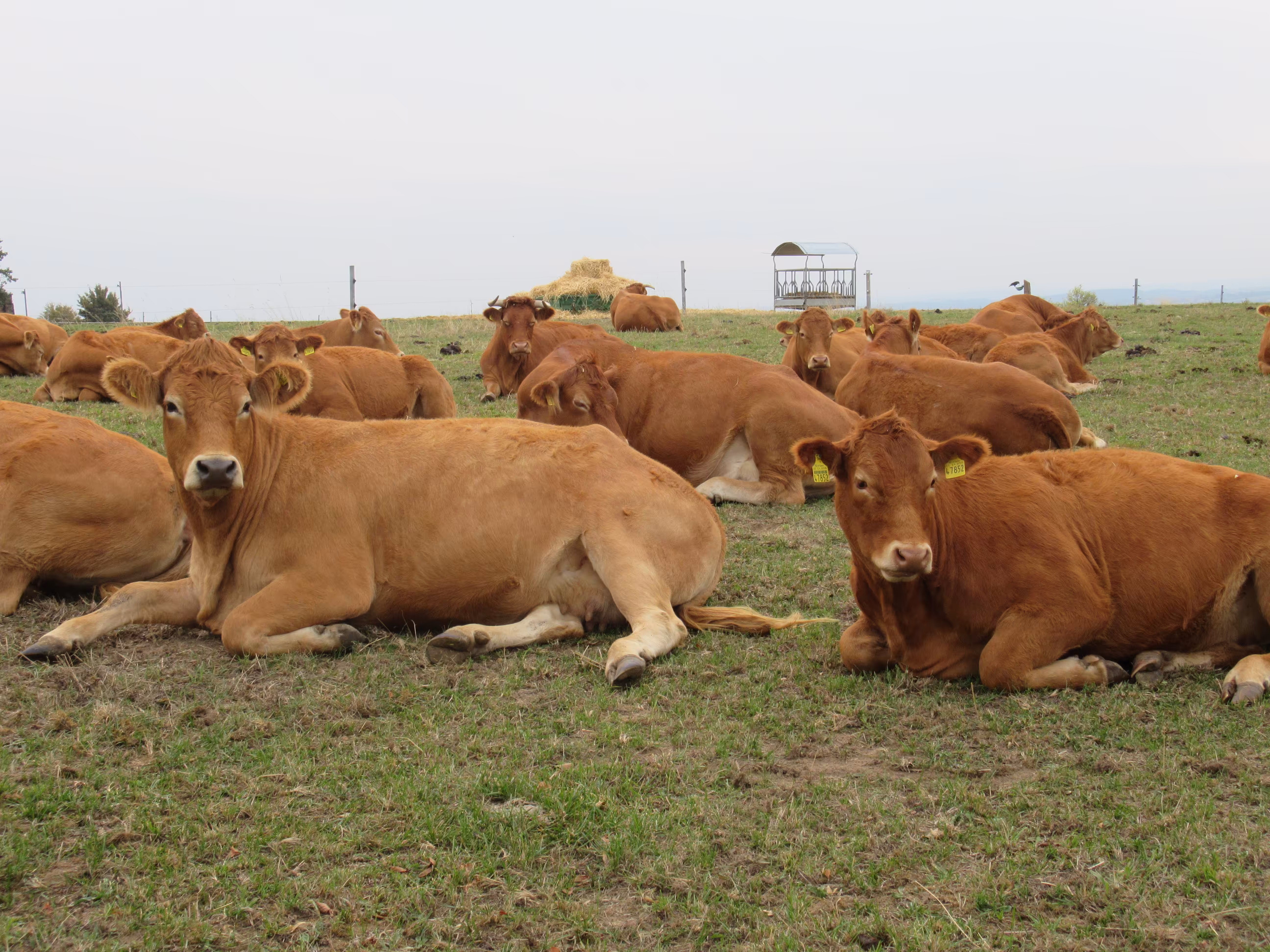 "What should the picture be called? Cows?"