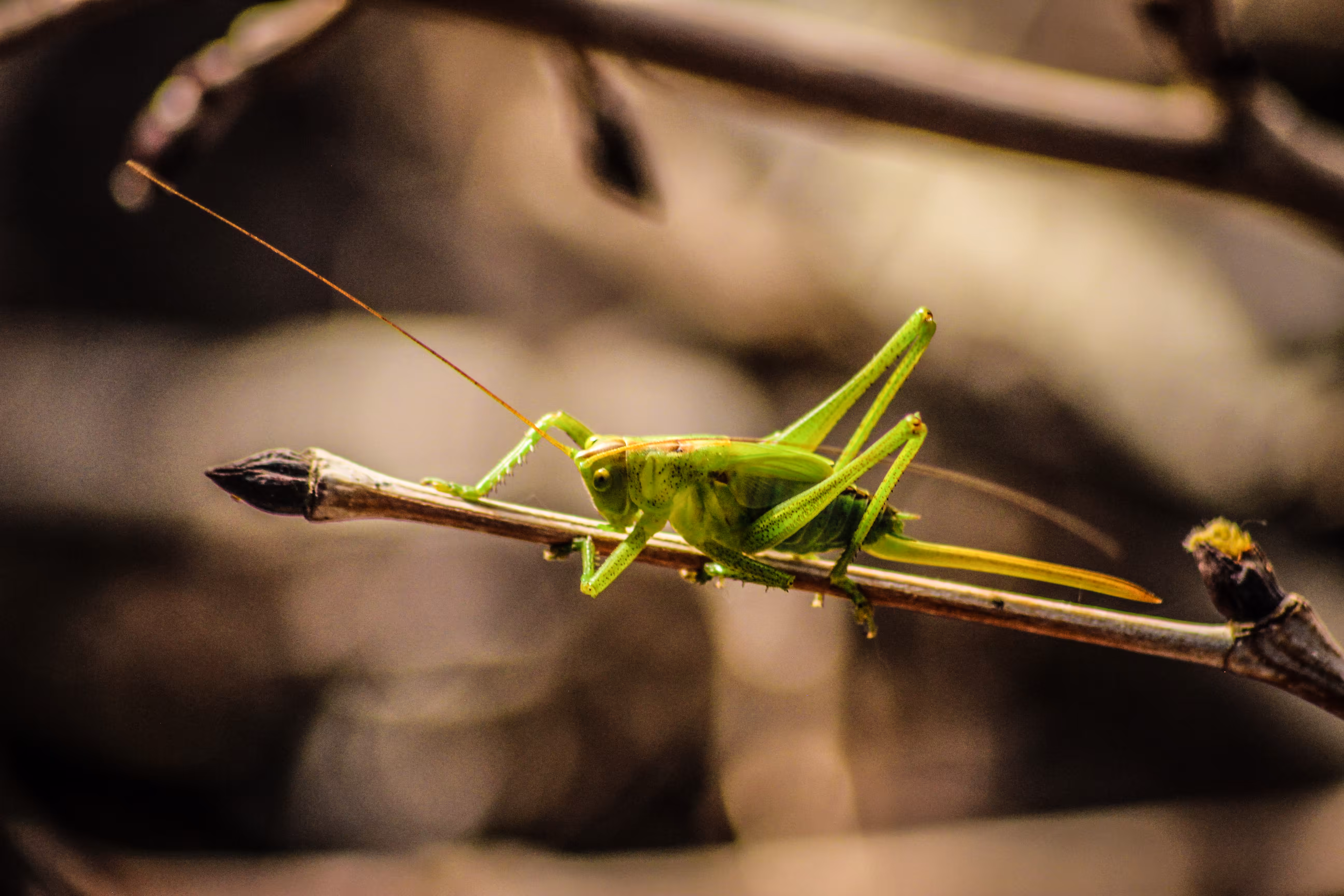 Green Grasshopper