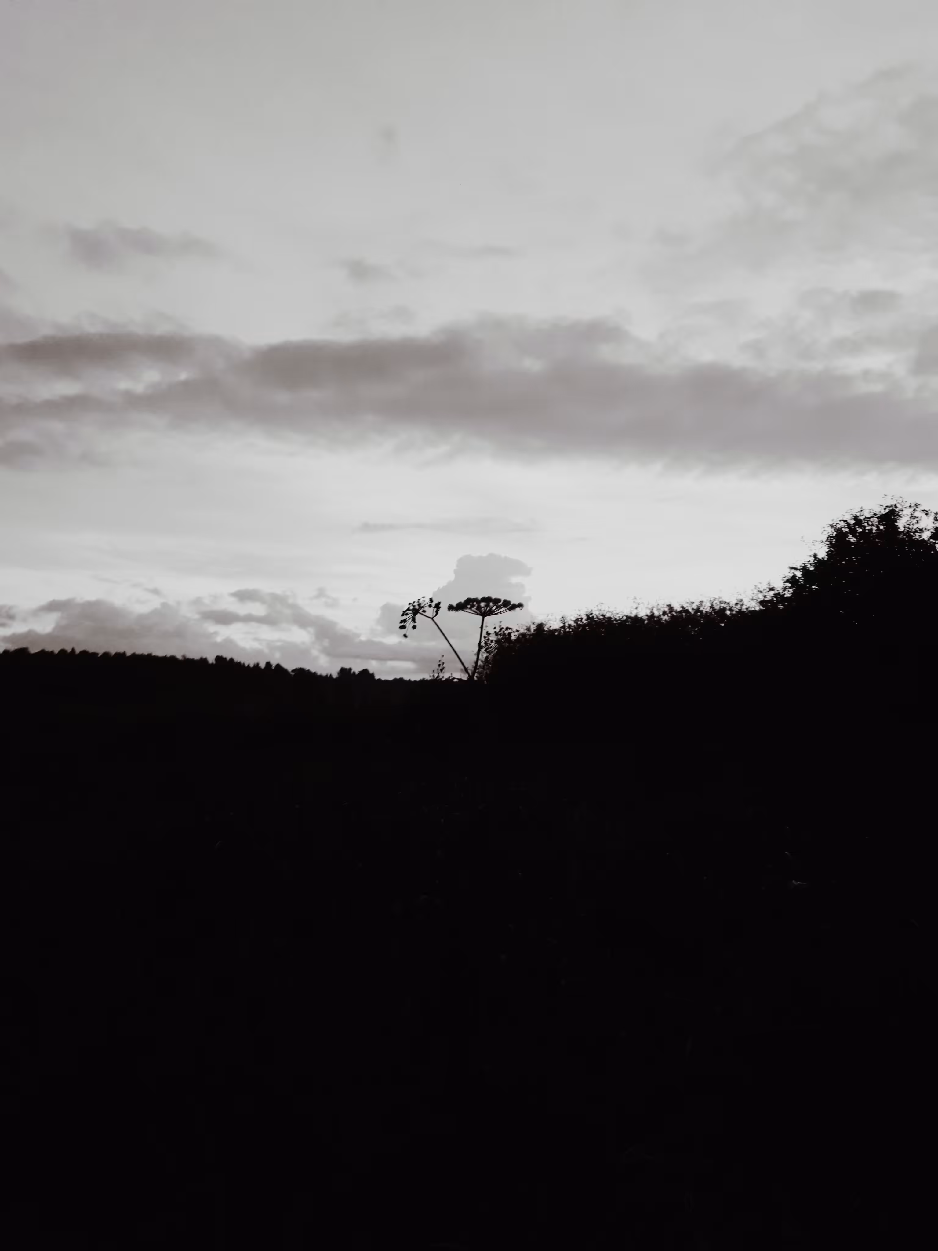 Photos: Borschweed