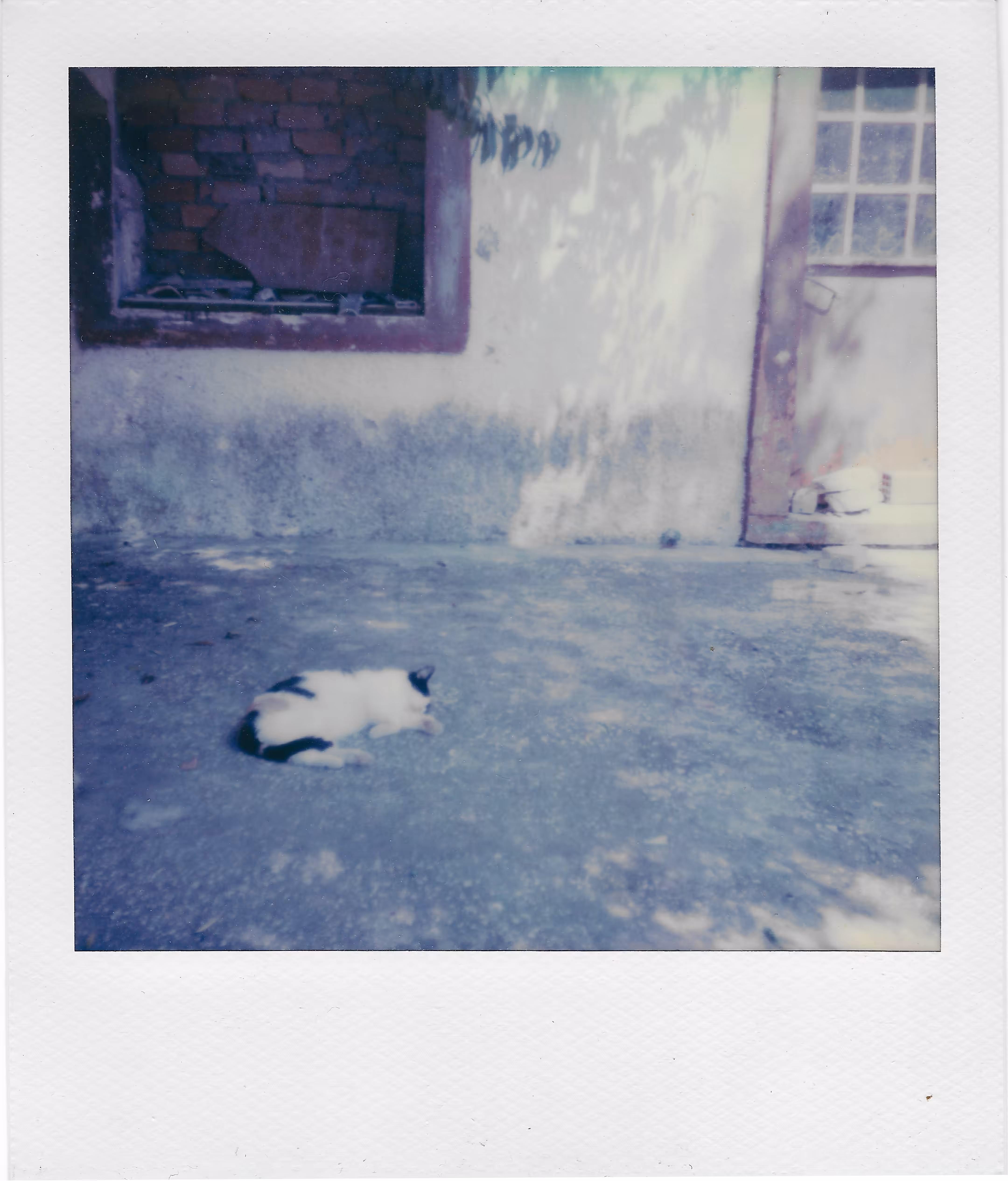 Siesta