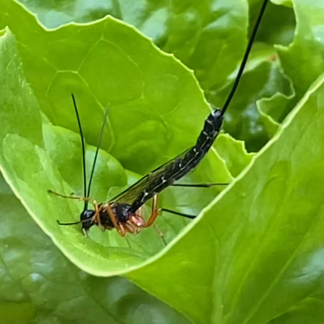 Dolichomitus imperator