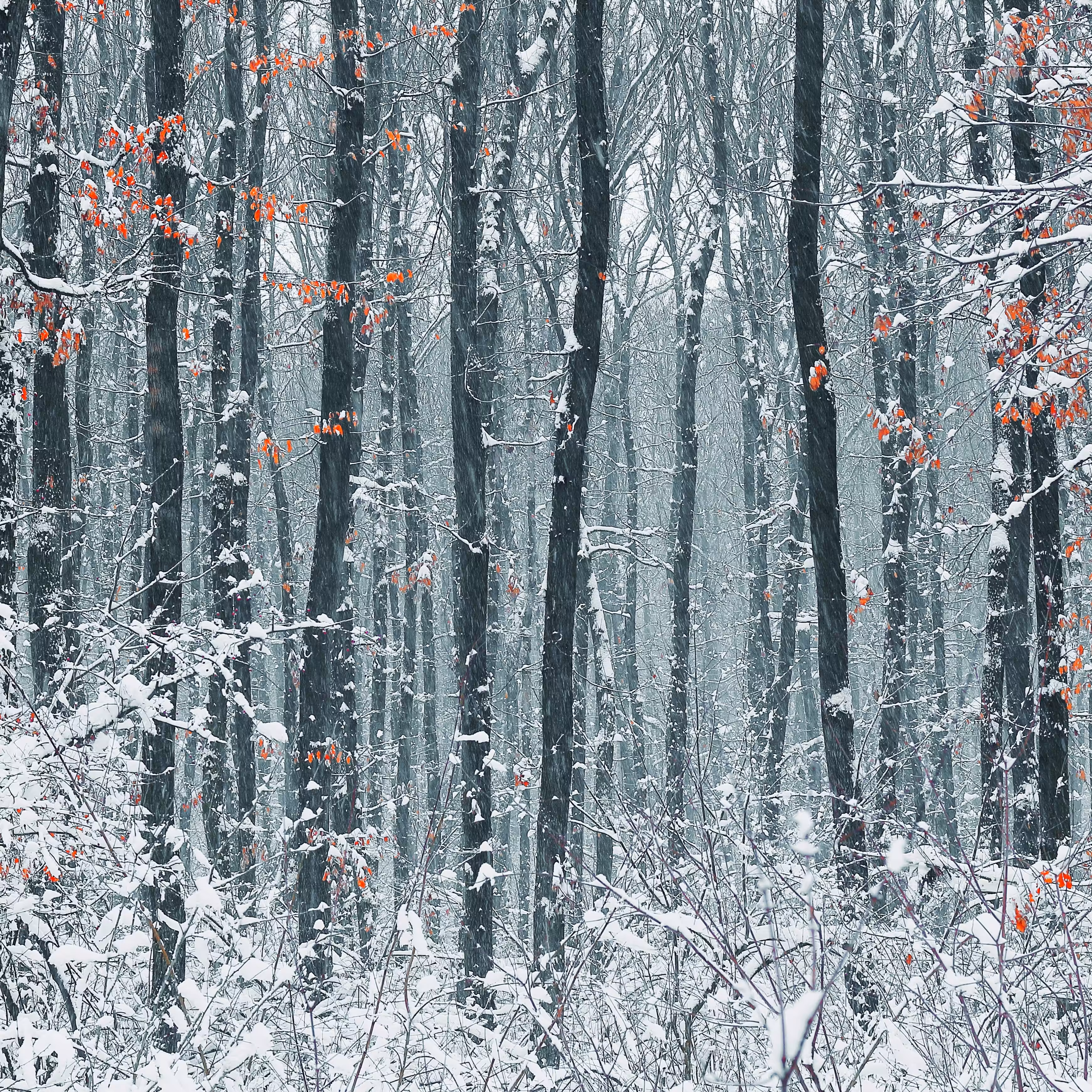 winter