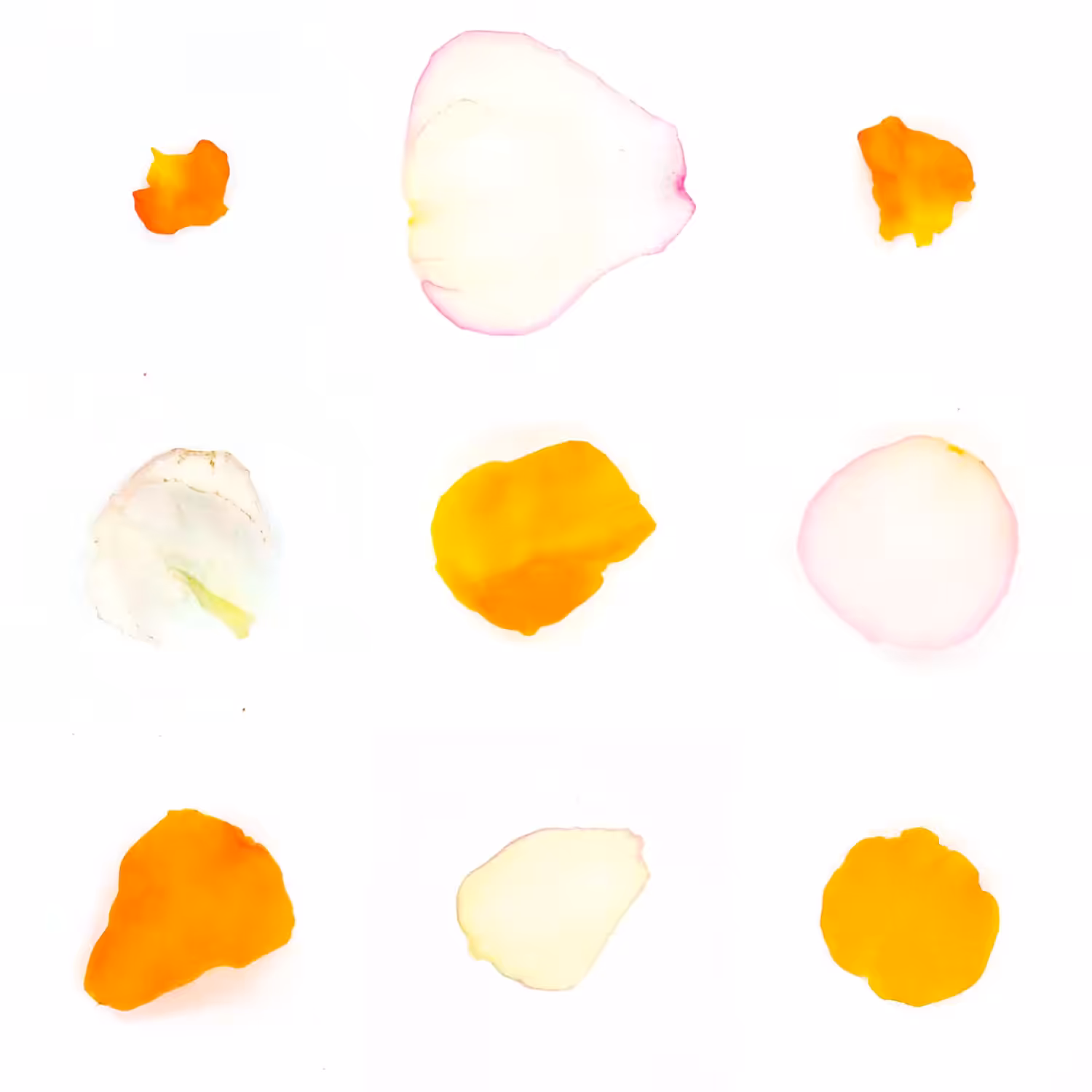 Infinite Petals 3x3#3453