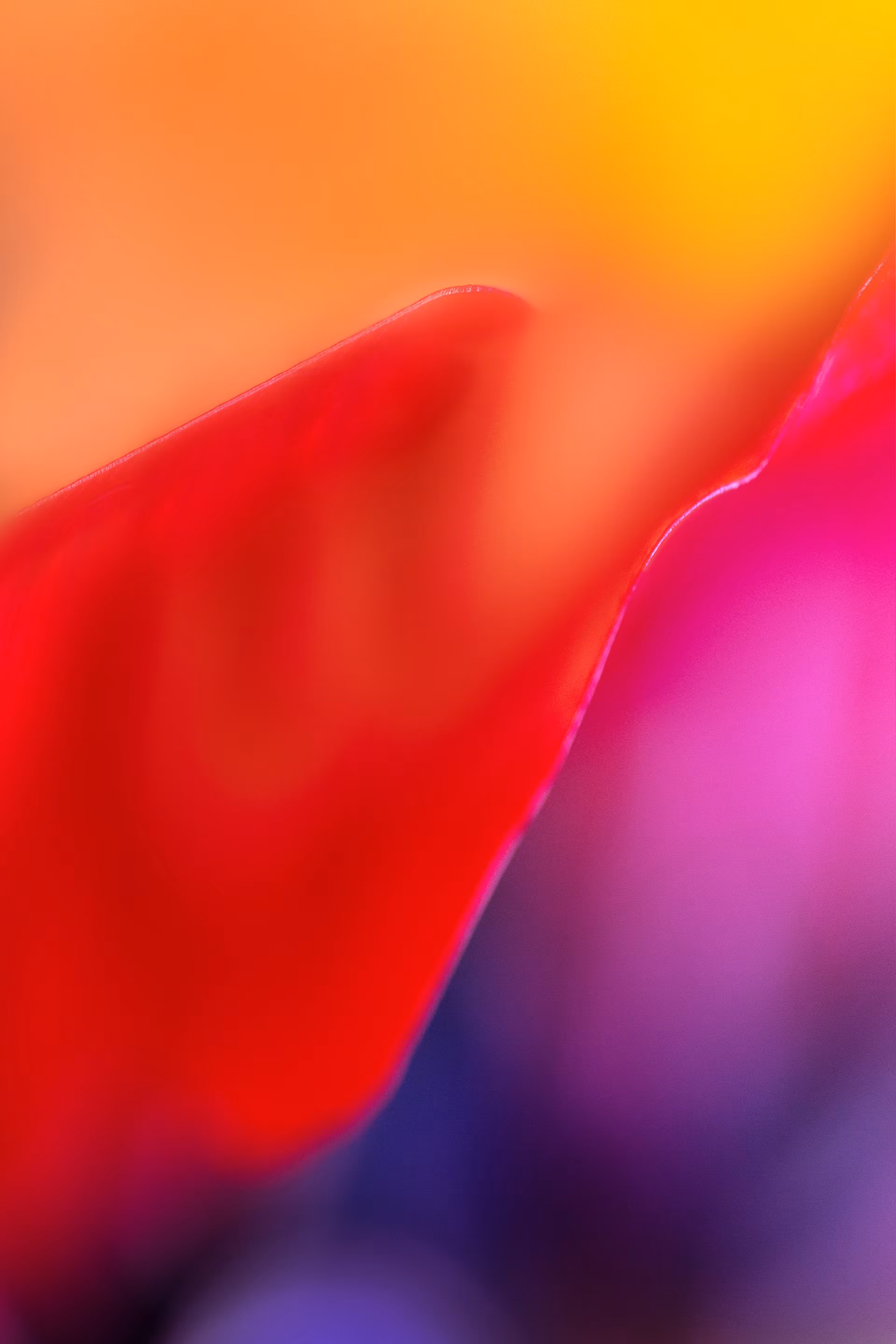 Spirit Of The Anemones