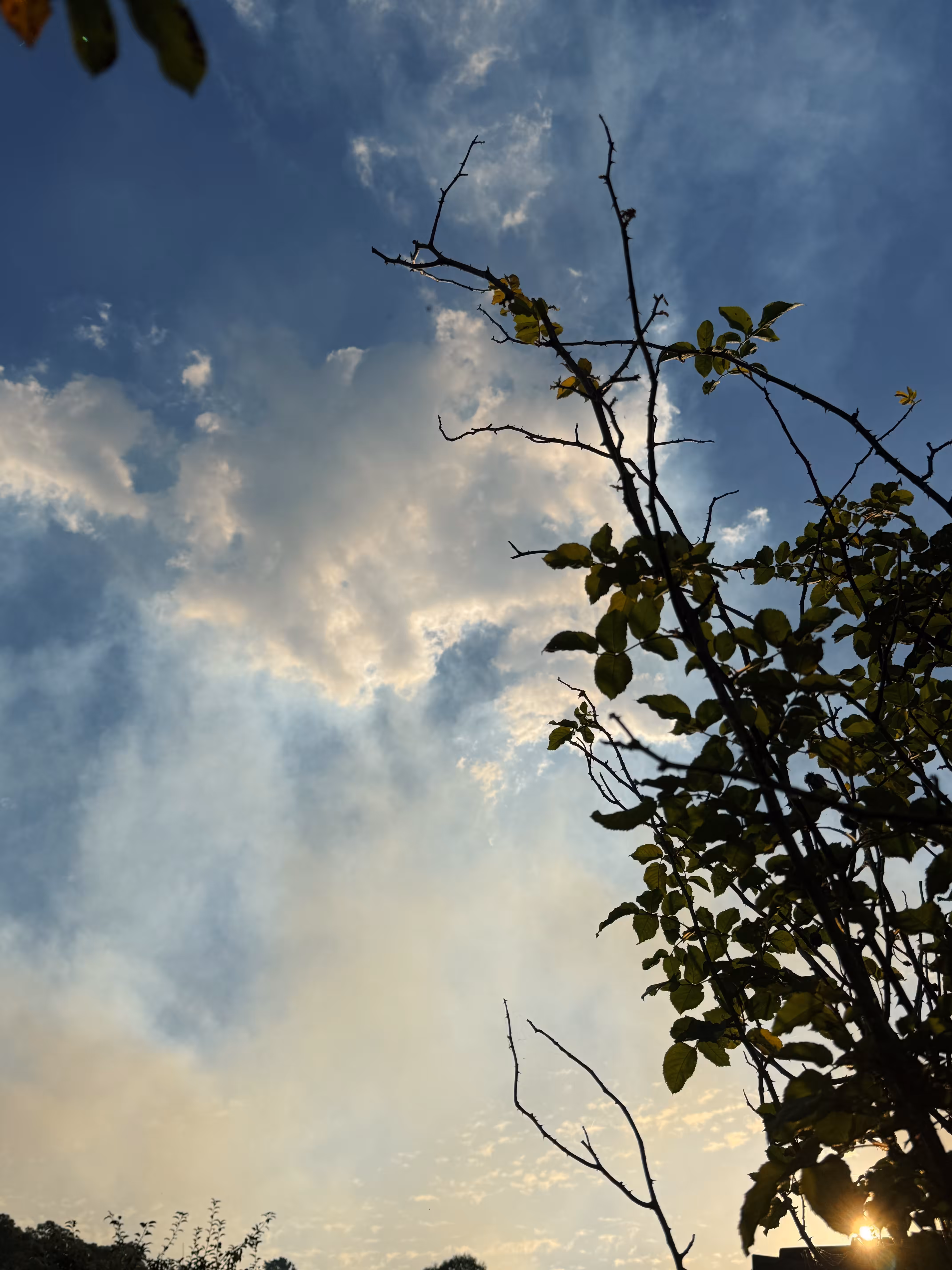 rose bush through time