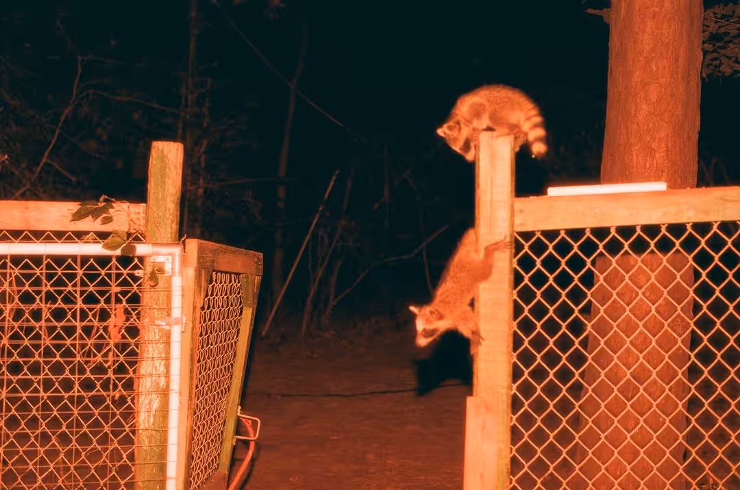 Midnight Visit