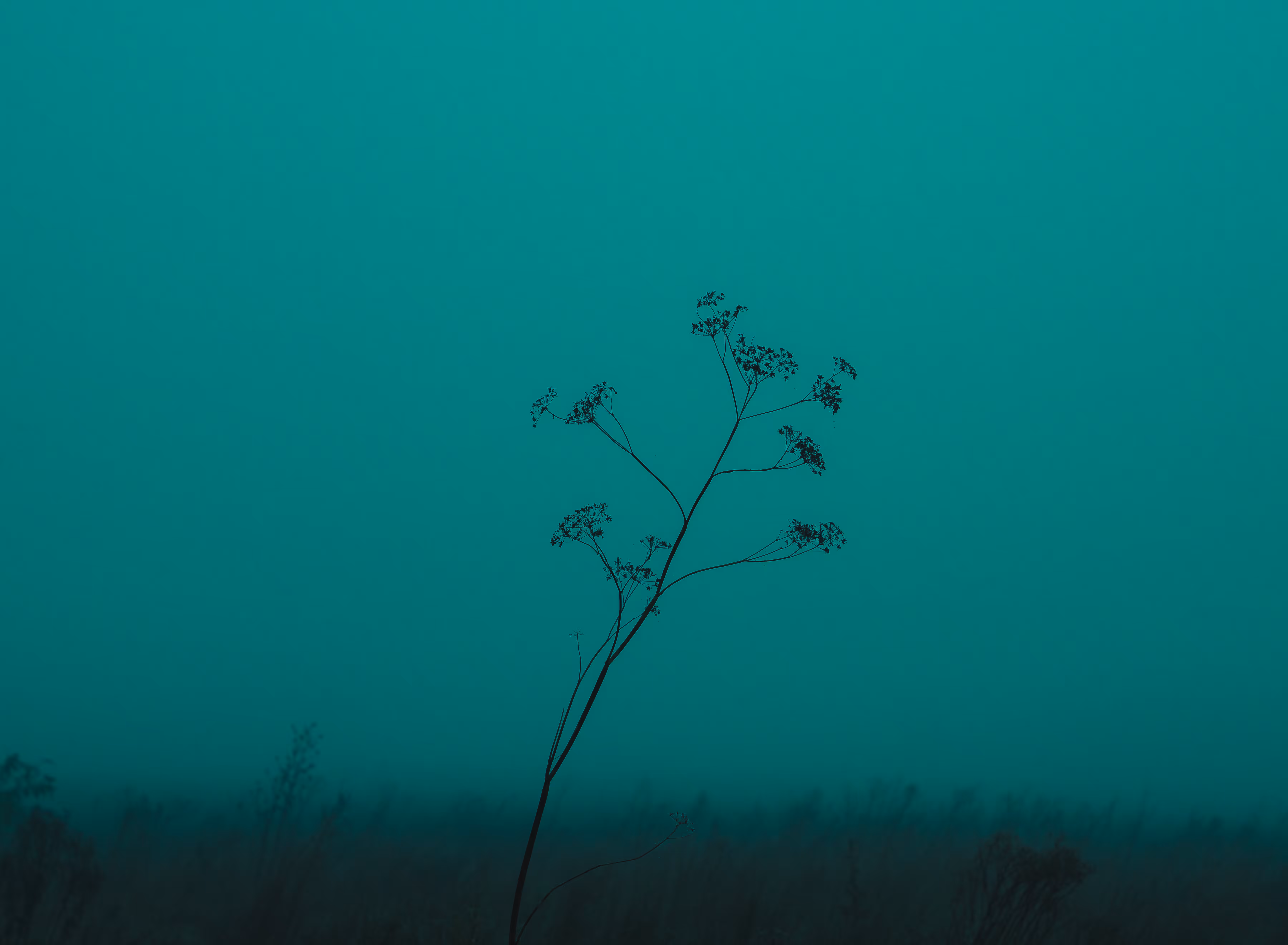 wild nature