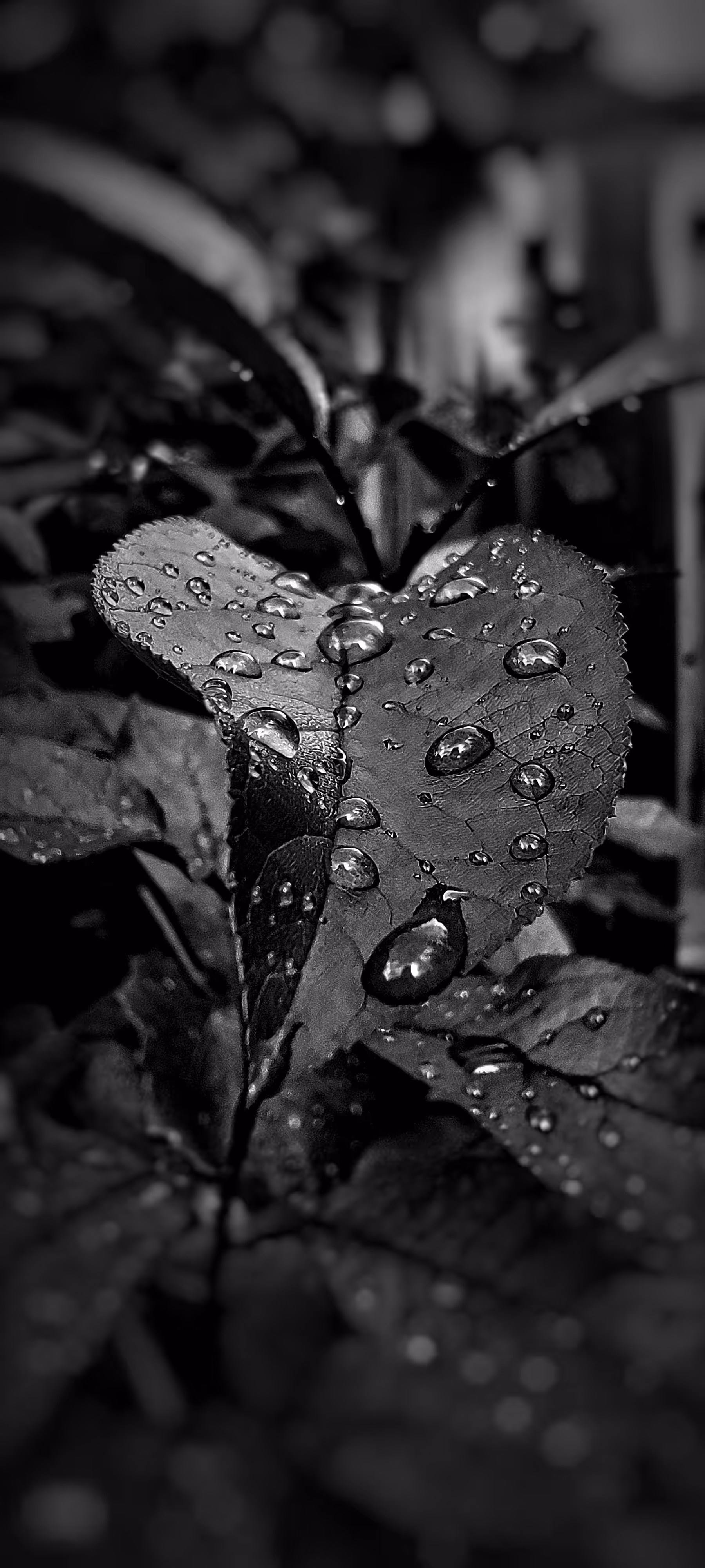 killaj photography art 