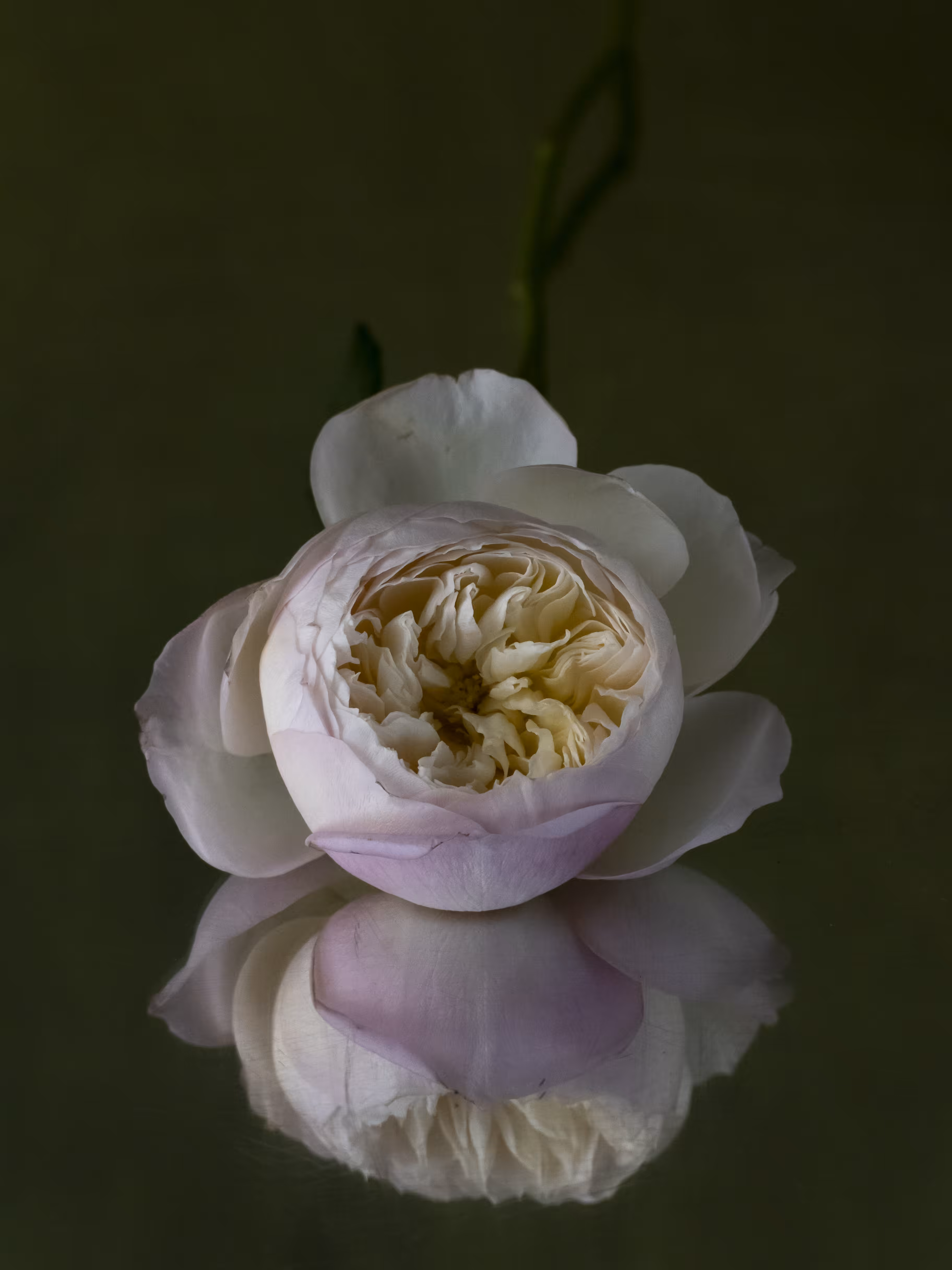 Mon Amie la Rose