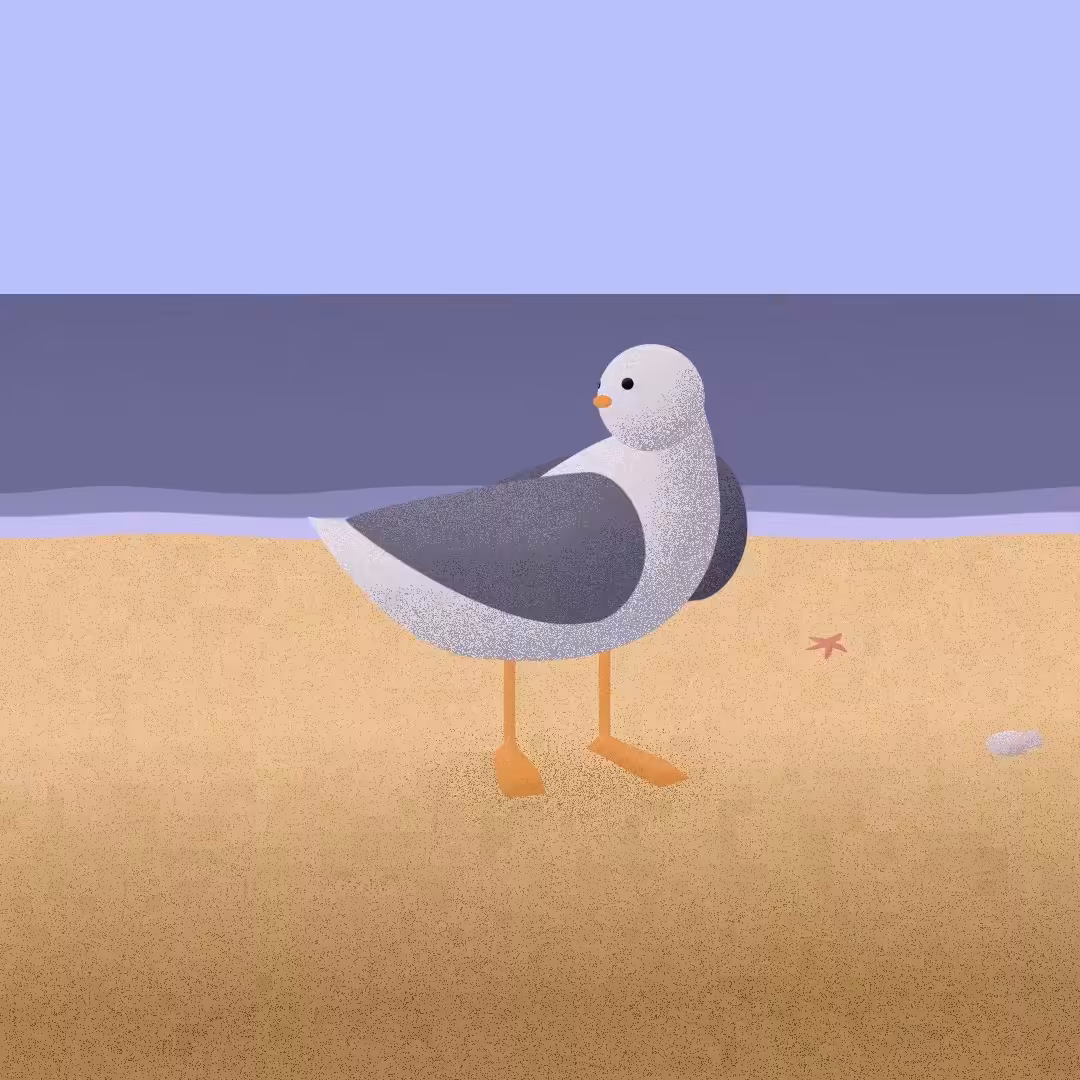 Seagull