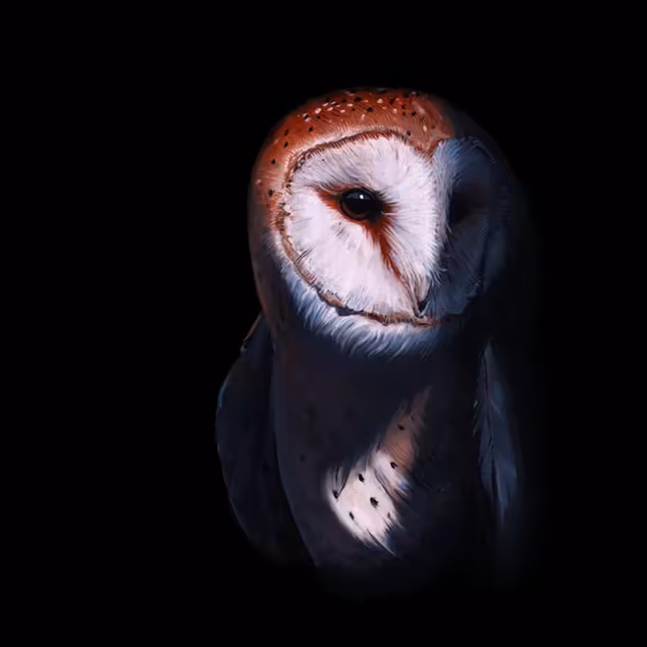 Barn Owl (patience)