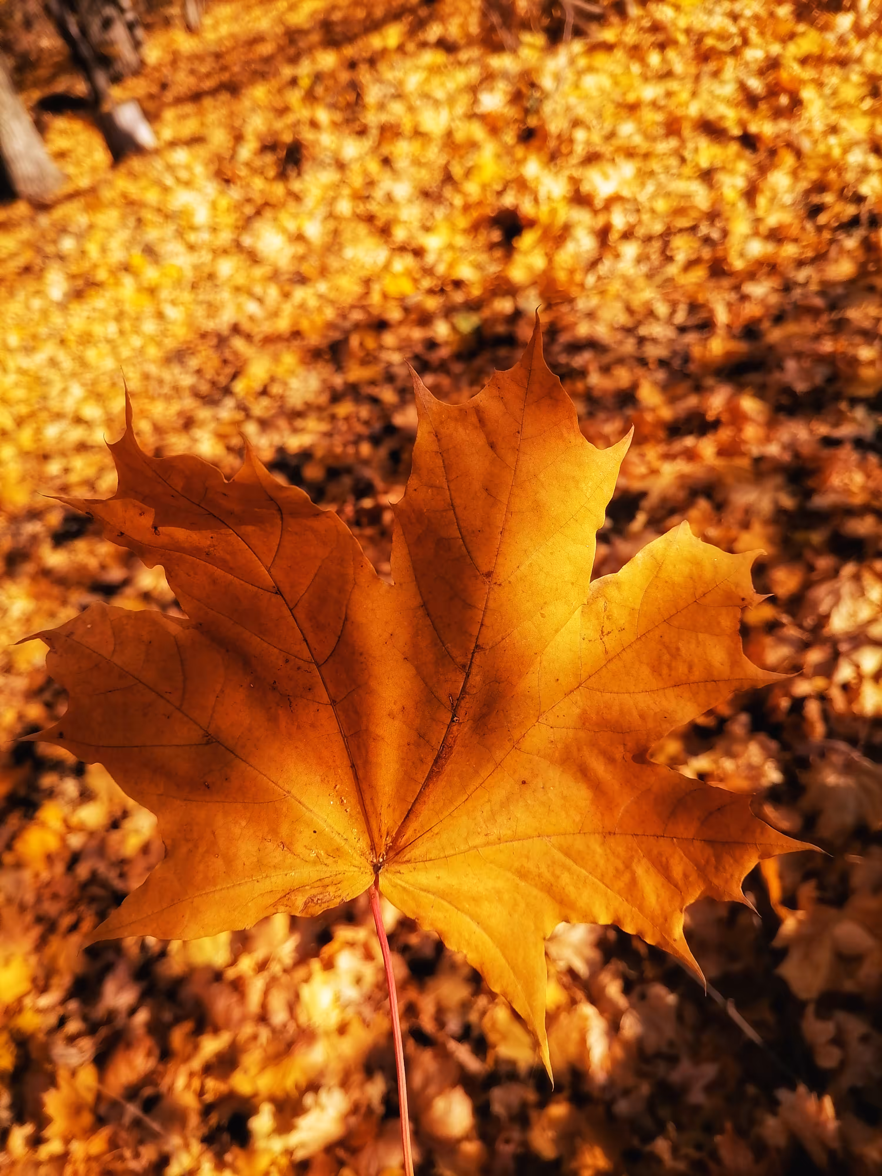 Golden Autumn