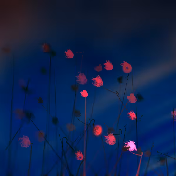 Cottongrass #26