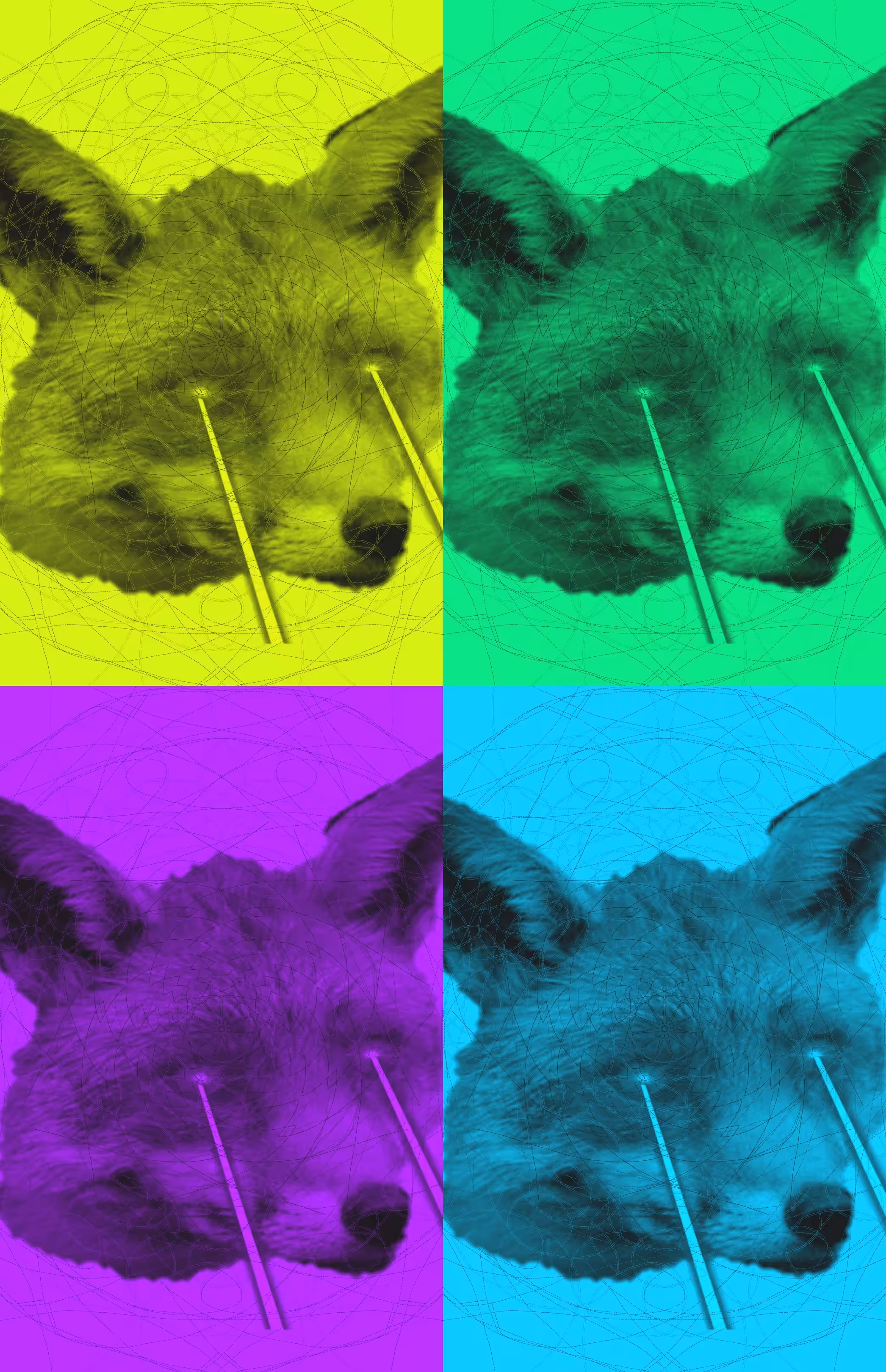 FunkyFox5