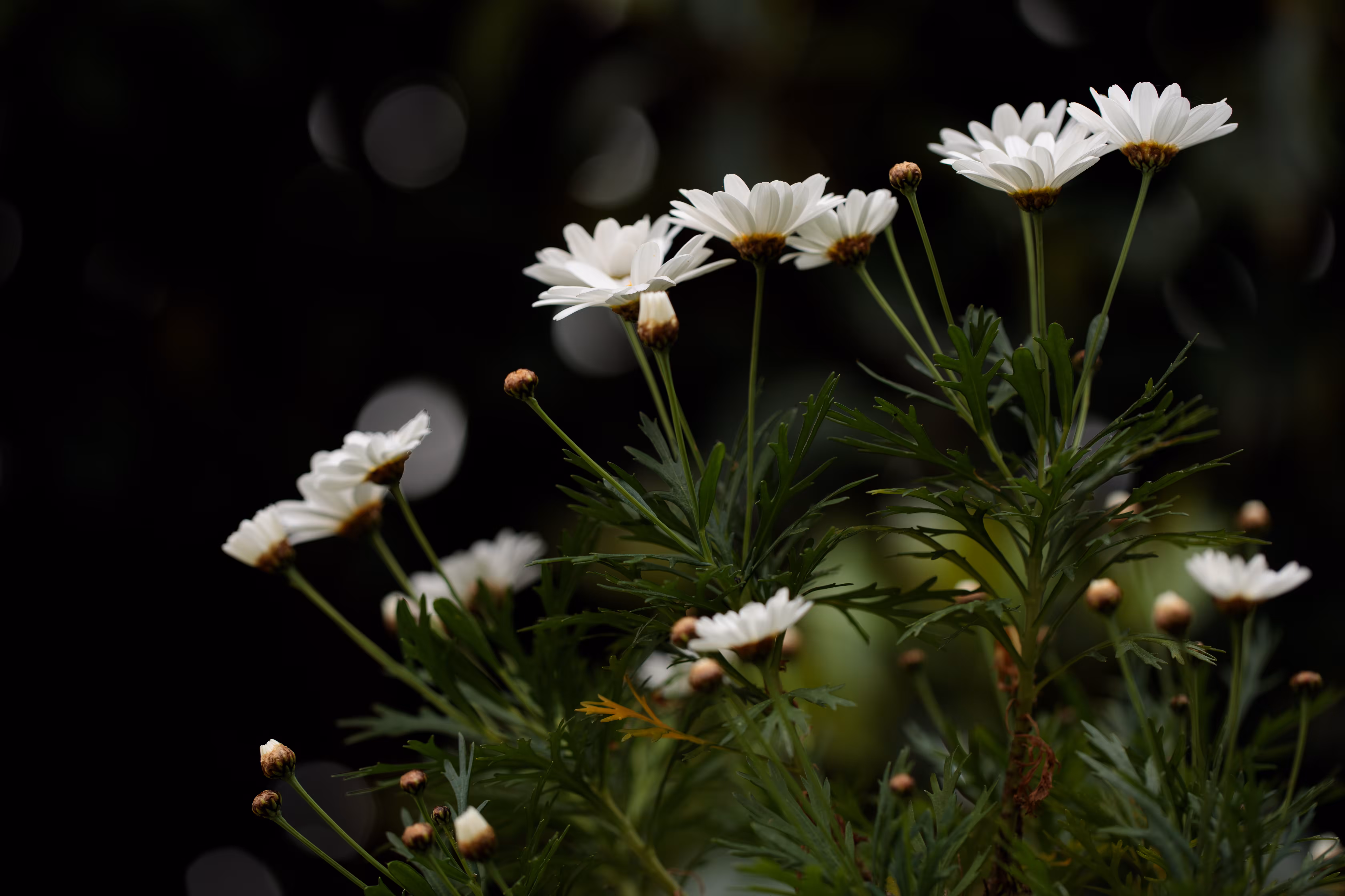 Margaretes