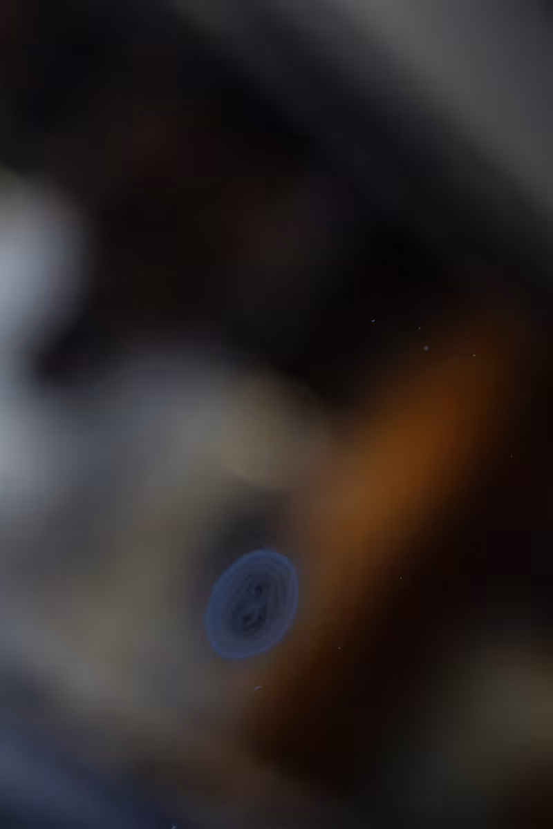 focus