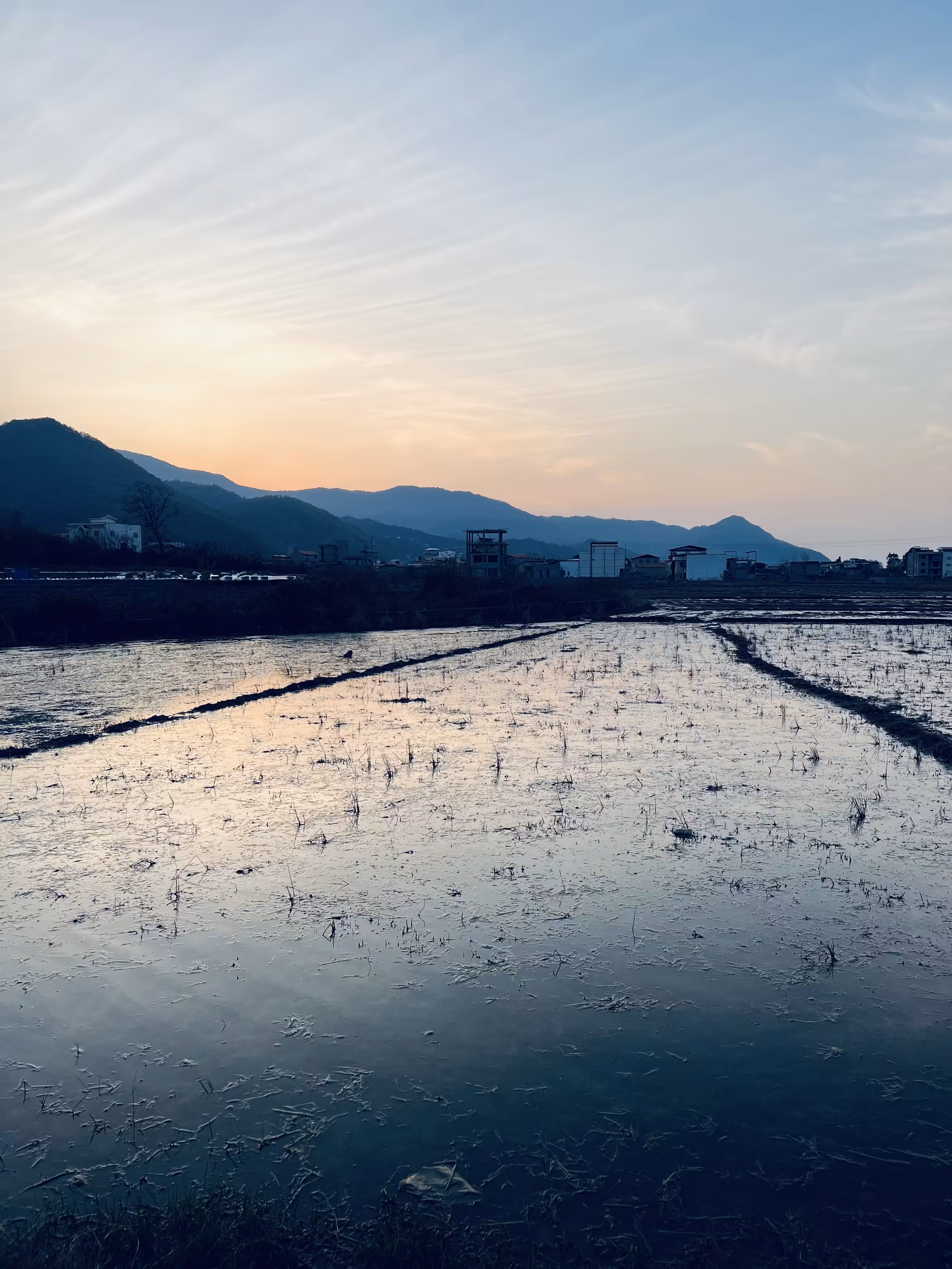 Sunset in the rice field