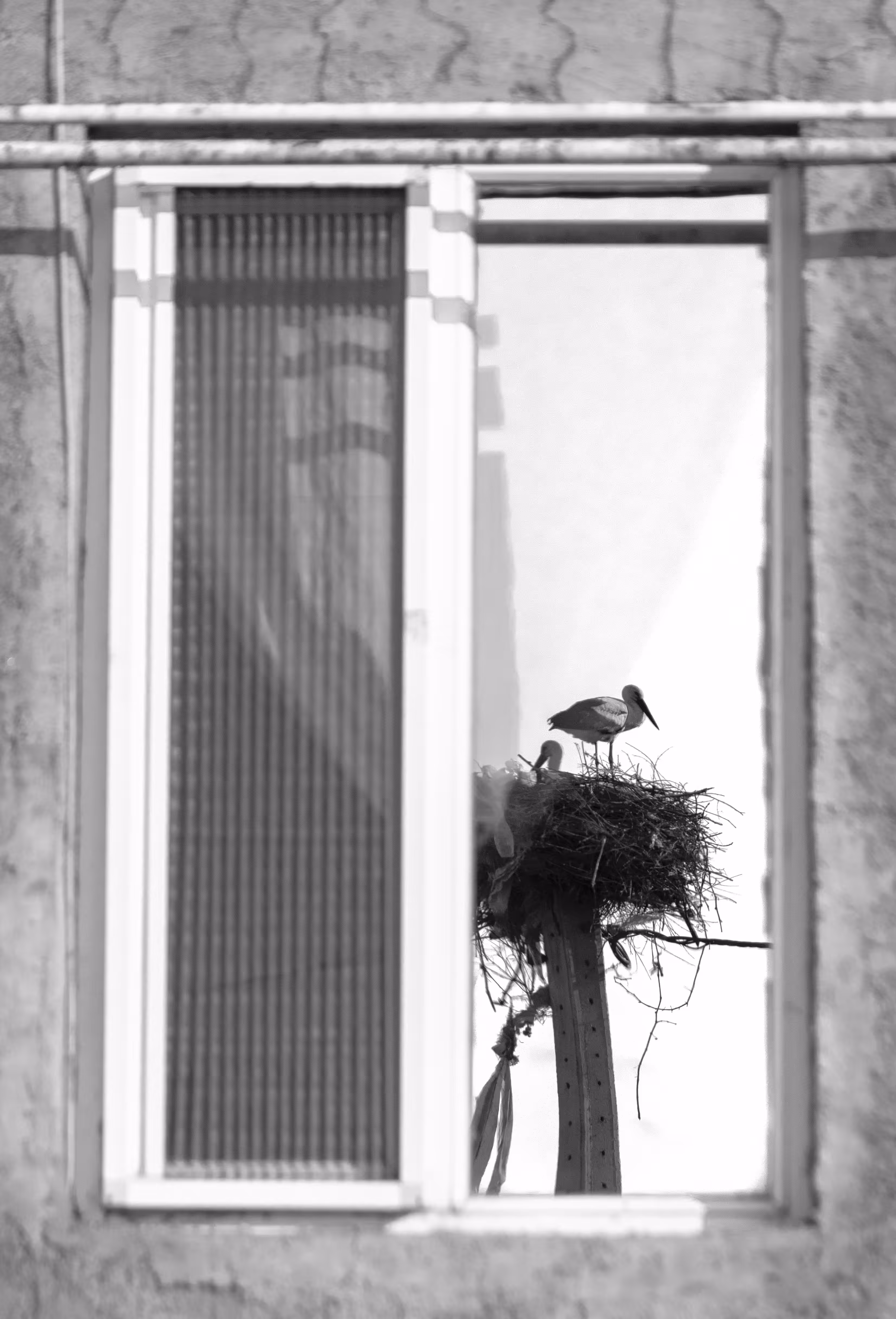 Quiet Contrast
