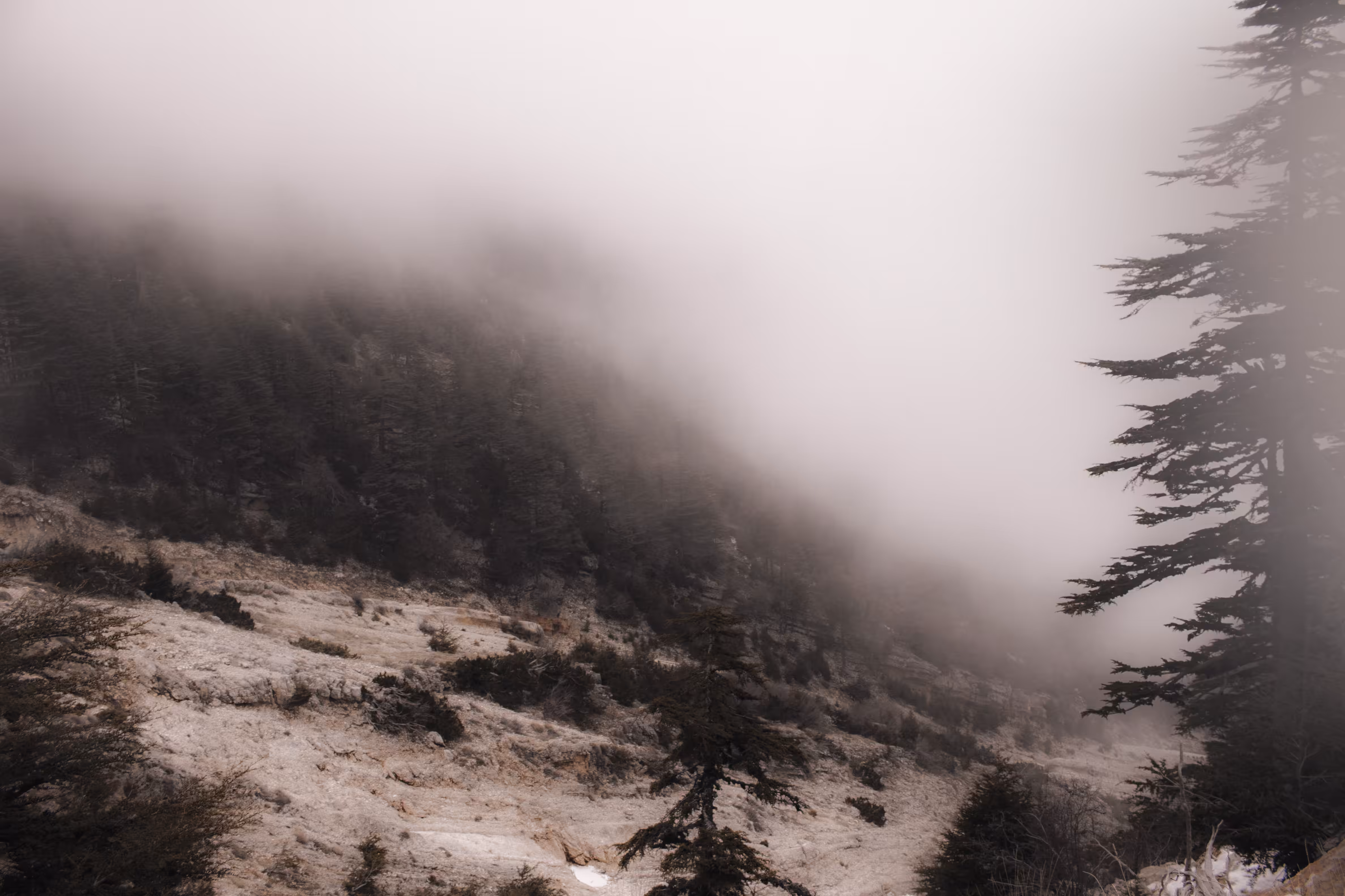 Into The Fog