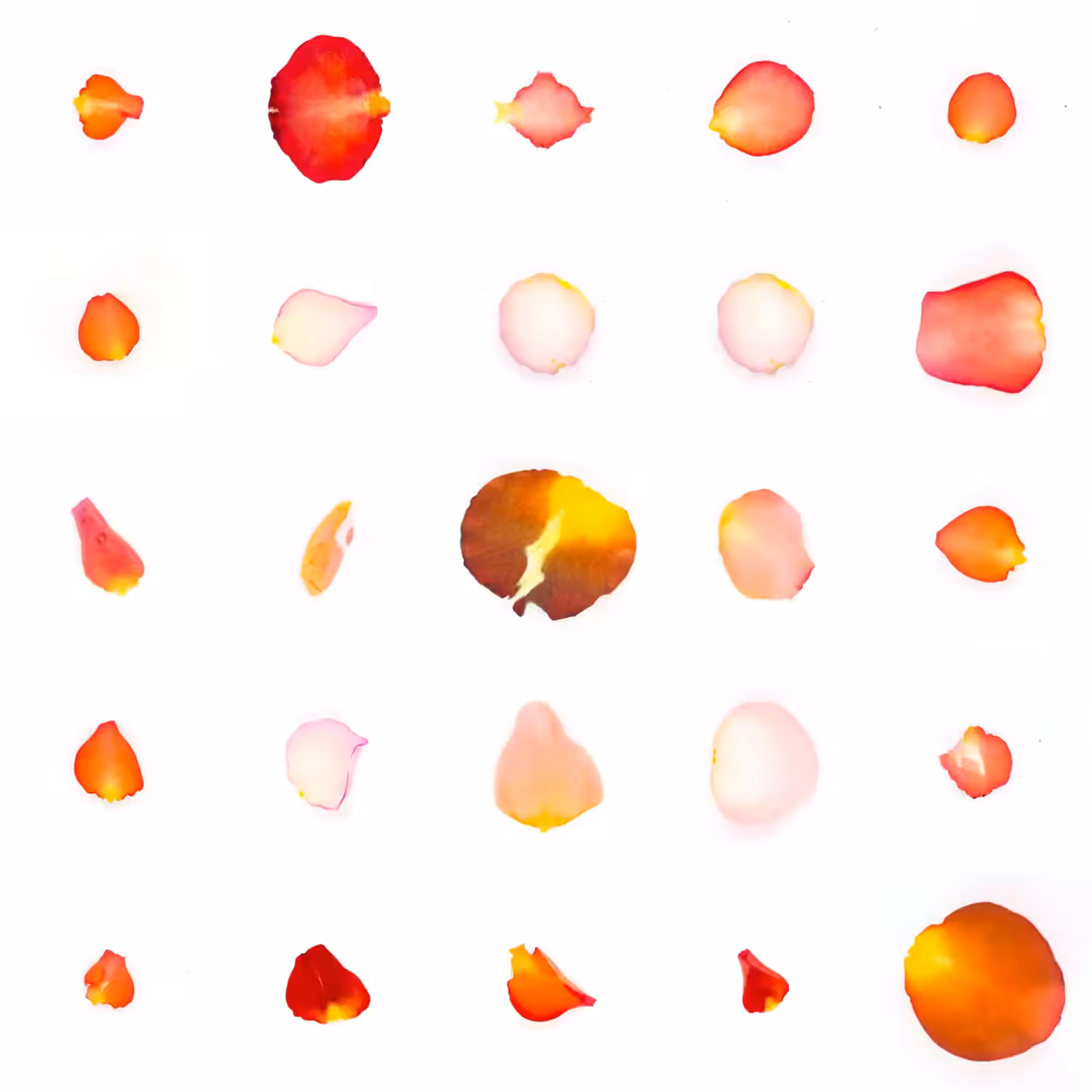 Infinite Petals 5x5#20030