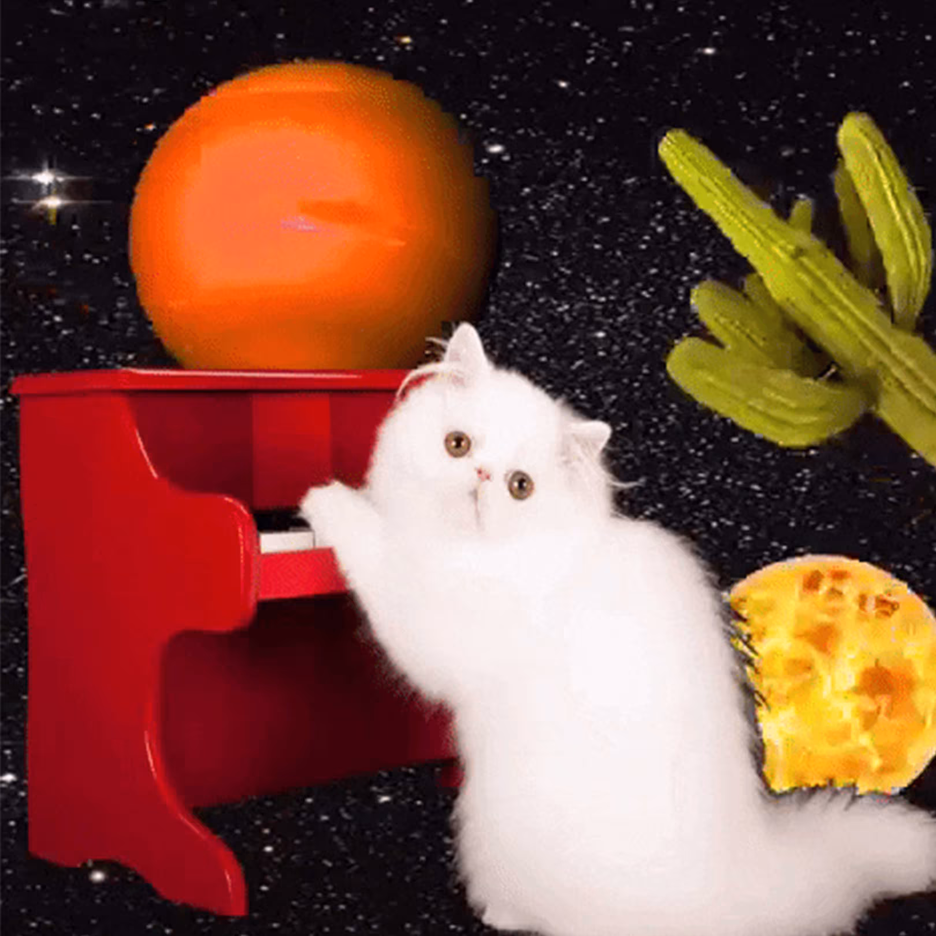 Angel Kitty, Play Me That Tune.