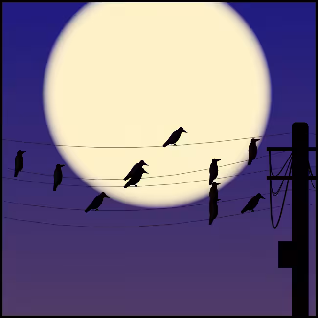 Crows #12