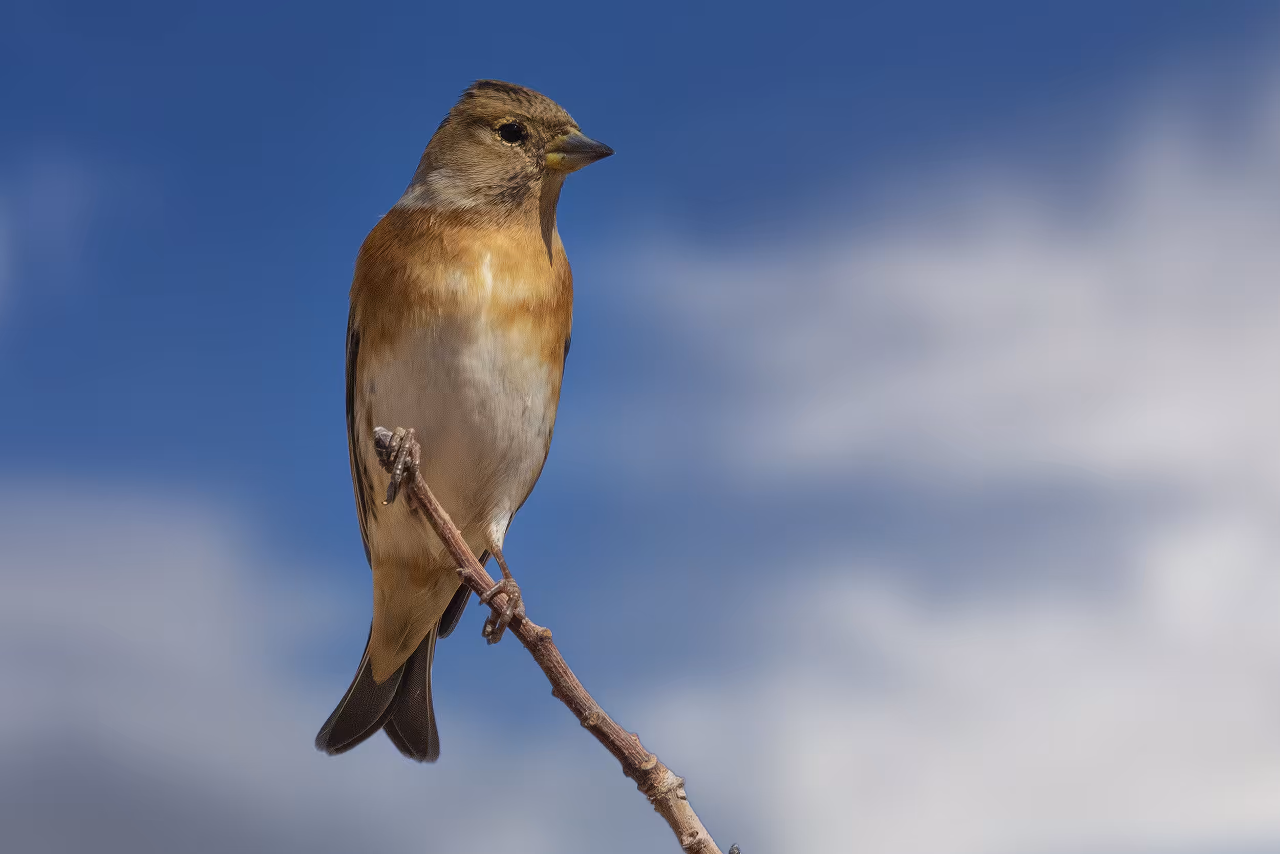 birds #Brambling