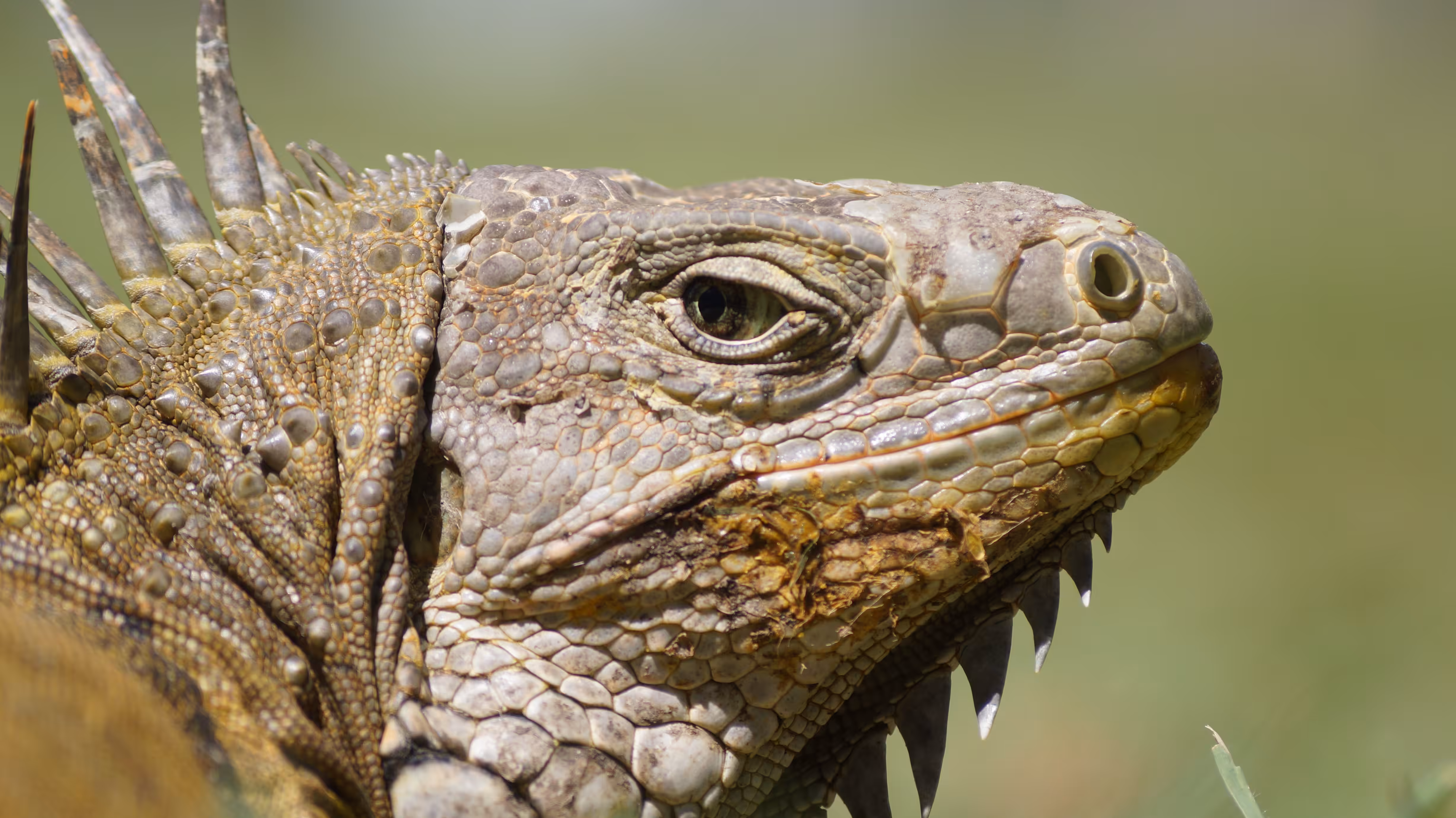 Iguana